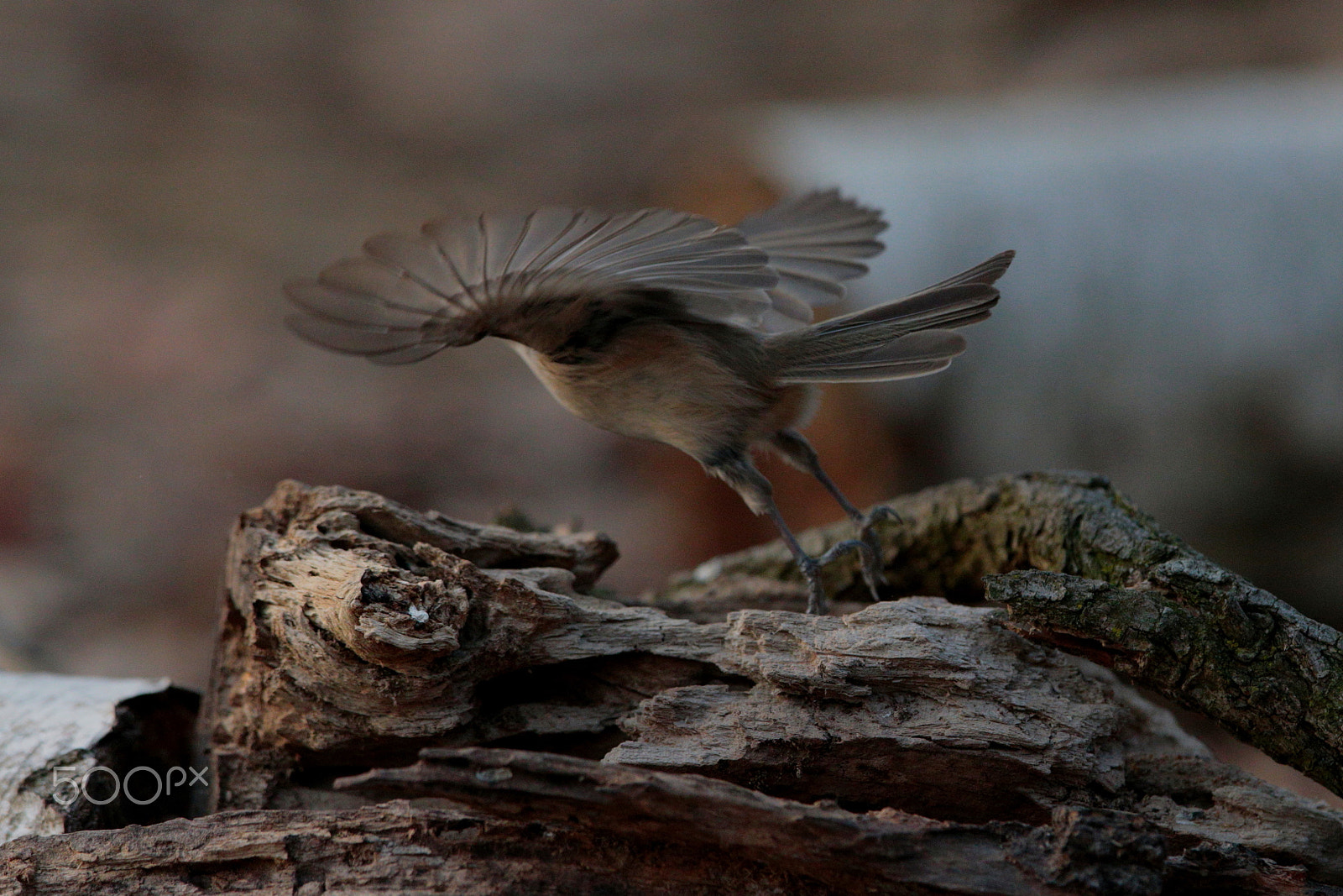 Canon EOS-1D X sample photo. Take-off photography