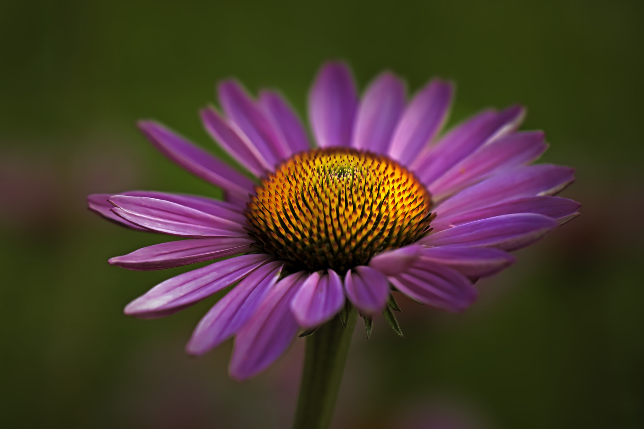 Canon EF 100mm F2.8L Macro IS USM sample photo. Flower451 photography