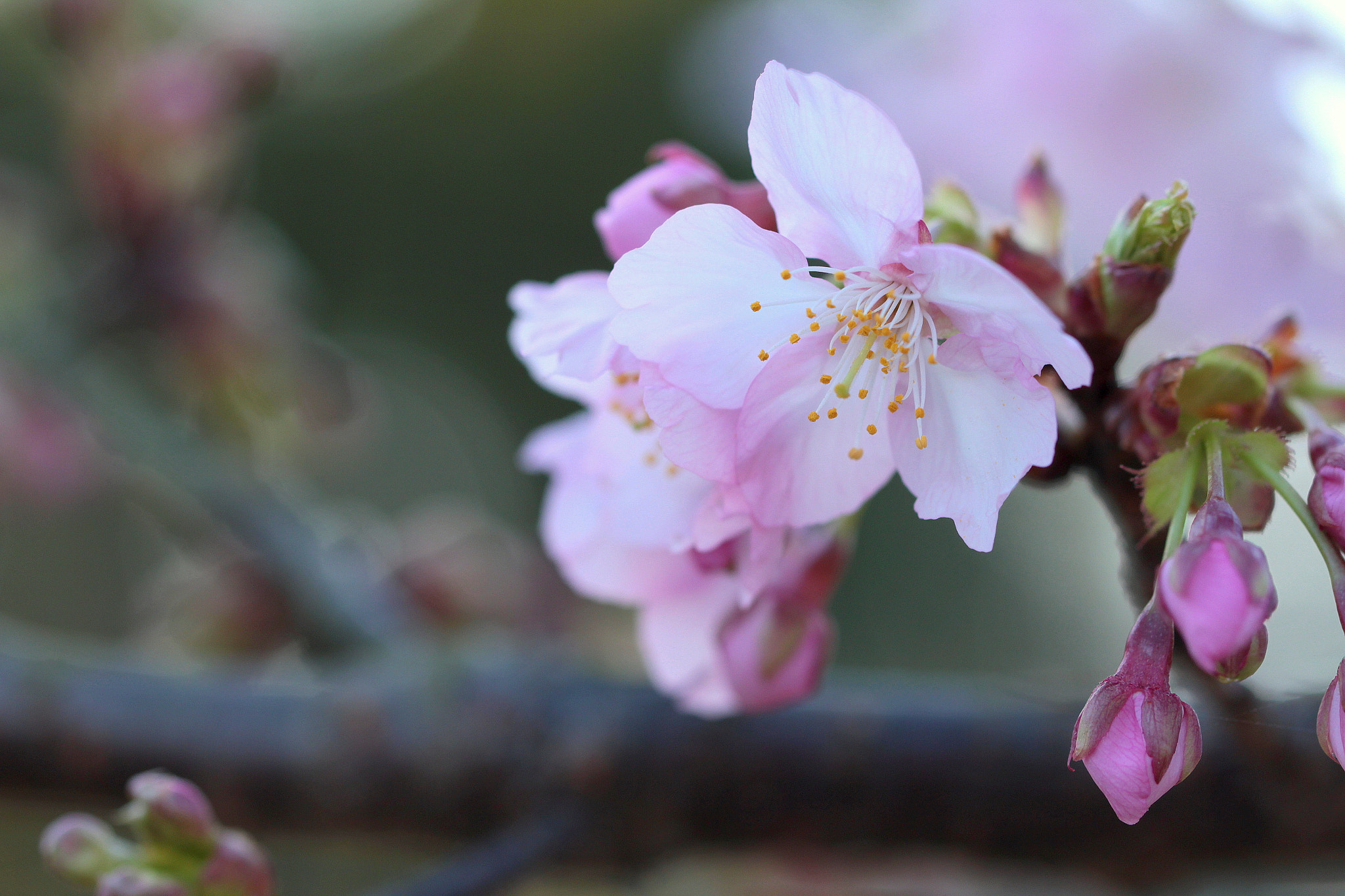 Canon EOS 650D (EOS Rebel T4i / EOS Kiss X6i) sample photo. Early spring photography