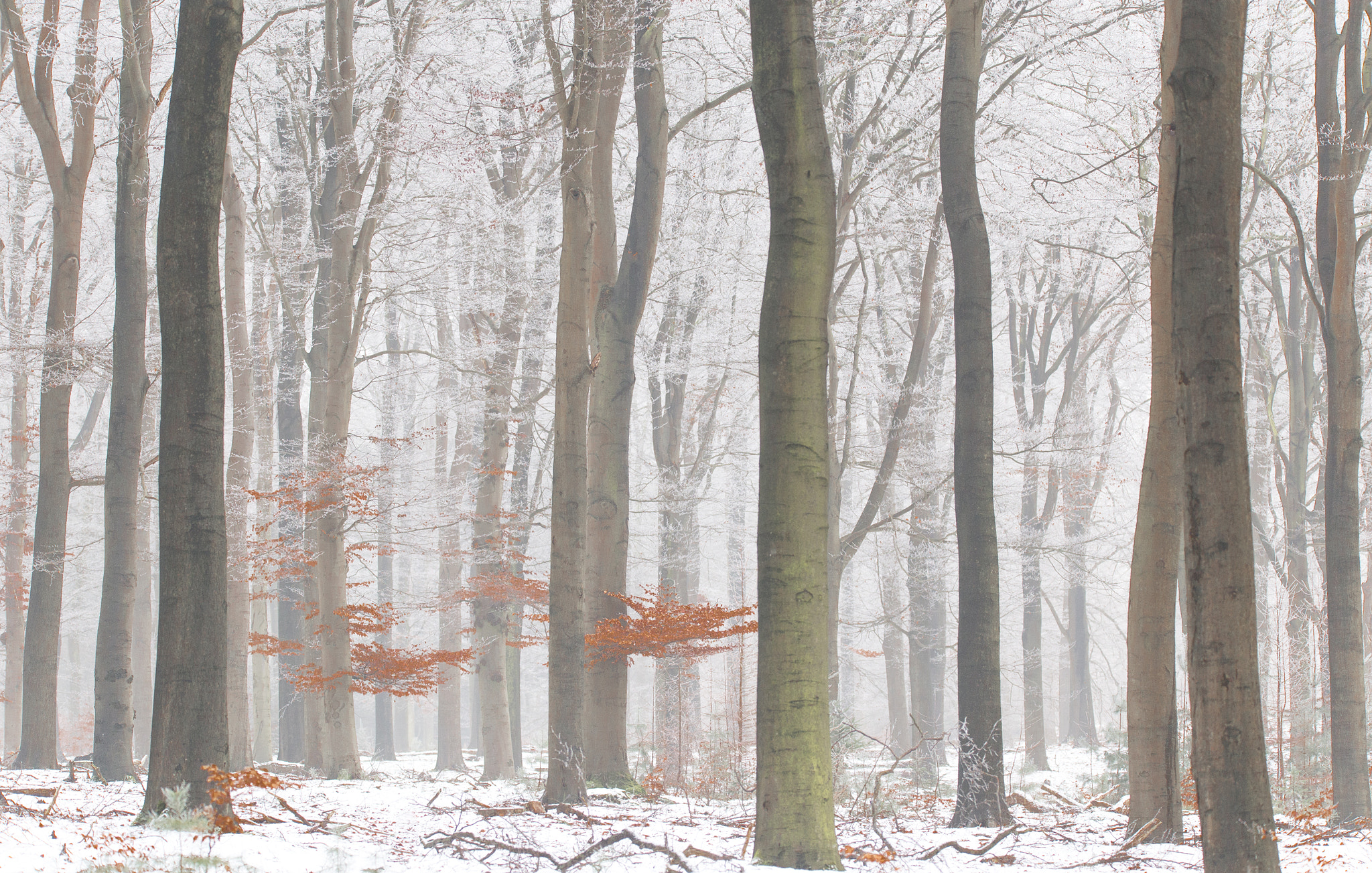 150-600mm F5-6.3 DG OS HSM | Sports 014 sample photo. Mistery forrest! photography