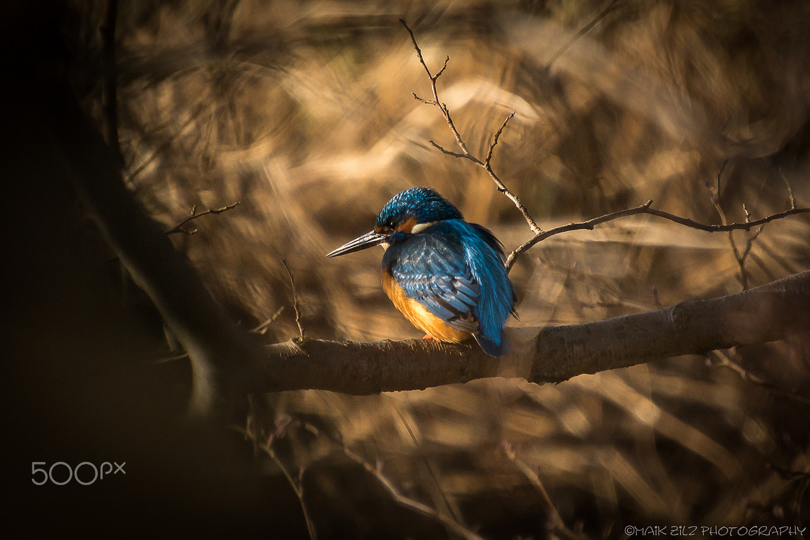 Canon EF 70-200mm F2.8L IS II USM sample photo. Img photography