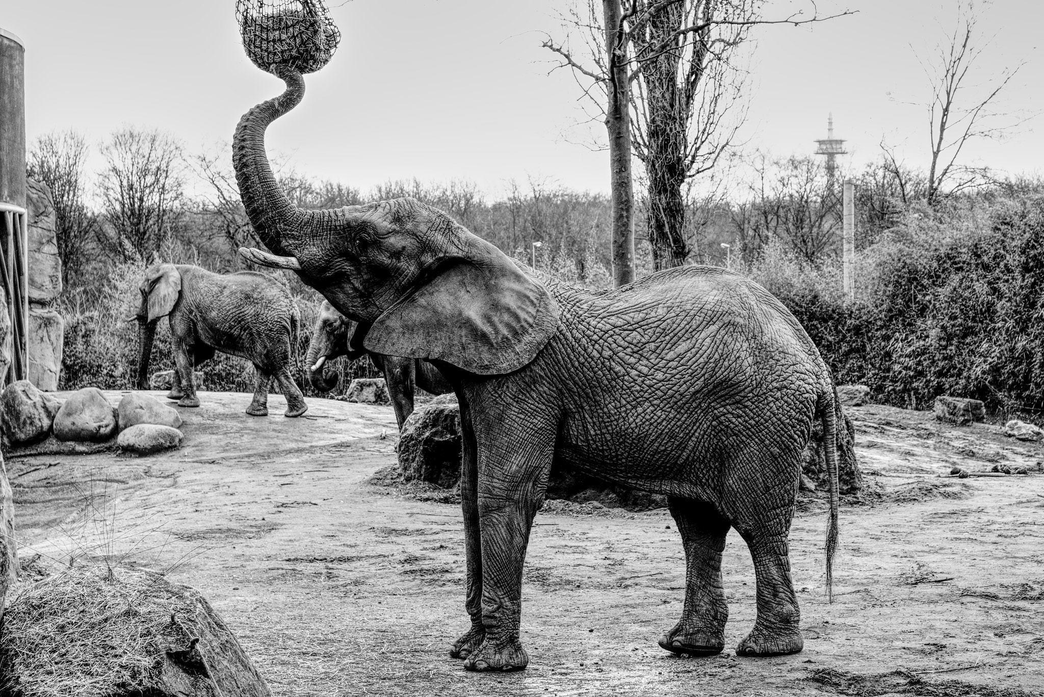 Canon EOS 700D (EOS Rebel T5i / EOS Kiss X7i) + 18.0 - 55.0 mm sample photo. Hungry elephant photography