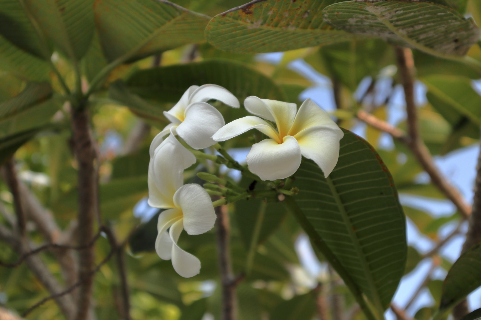 Canon EOS M5 + Canon EF-M 15-45mm F3.5-6.3 IS STM sample photo. Angsana laguna phuket photography