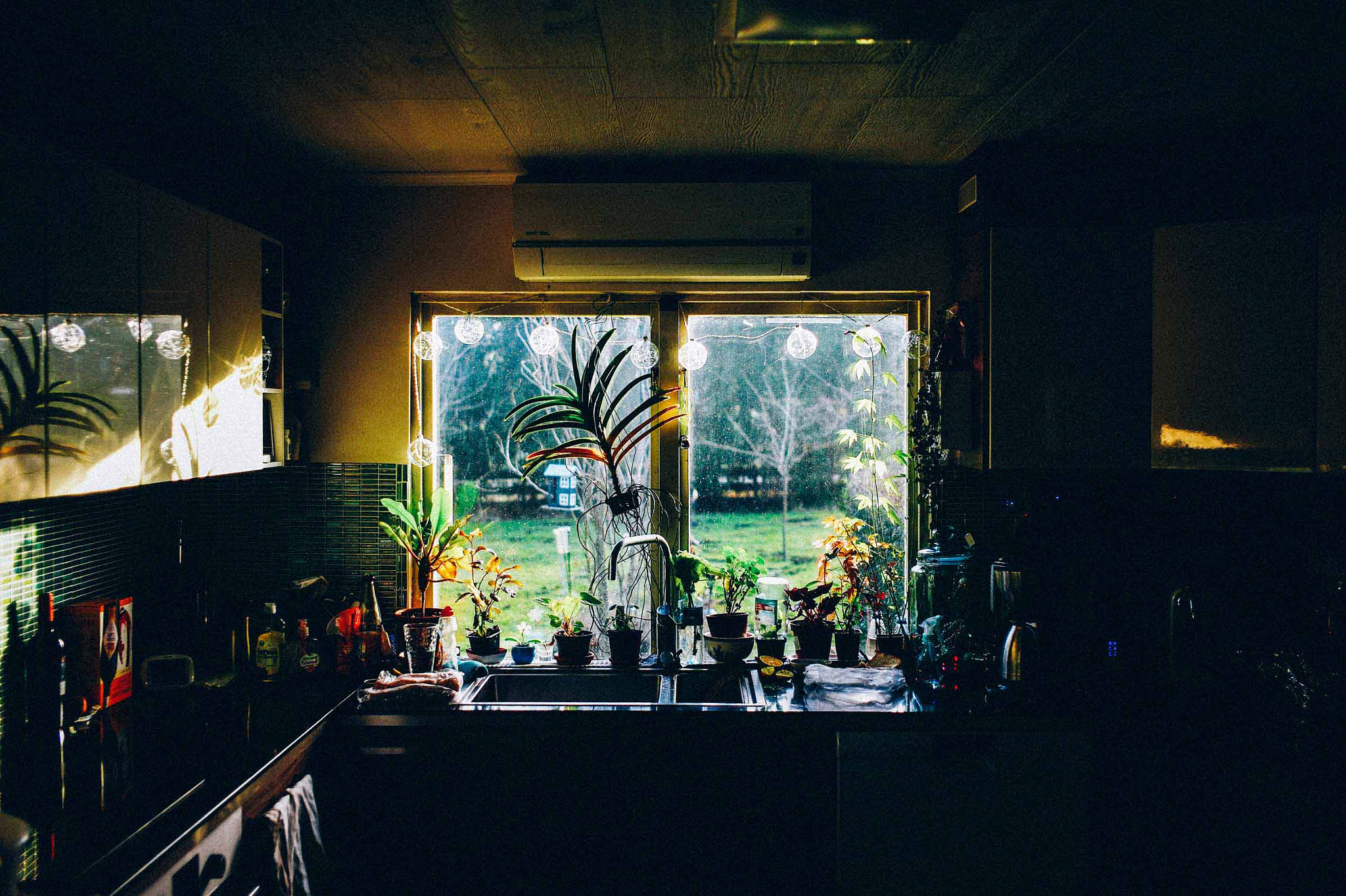 Leica M9 + Leica Summicron-M 35mm F2 ASPH sample photo. Orchid photography