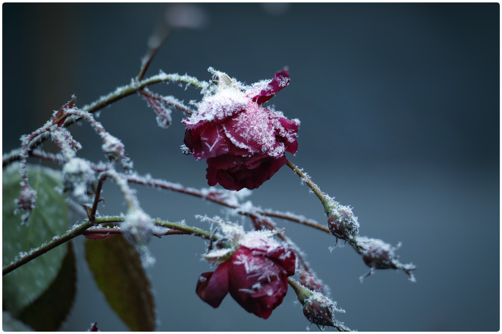 Samsung NX300M sample photo. My roses... in winter... photography