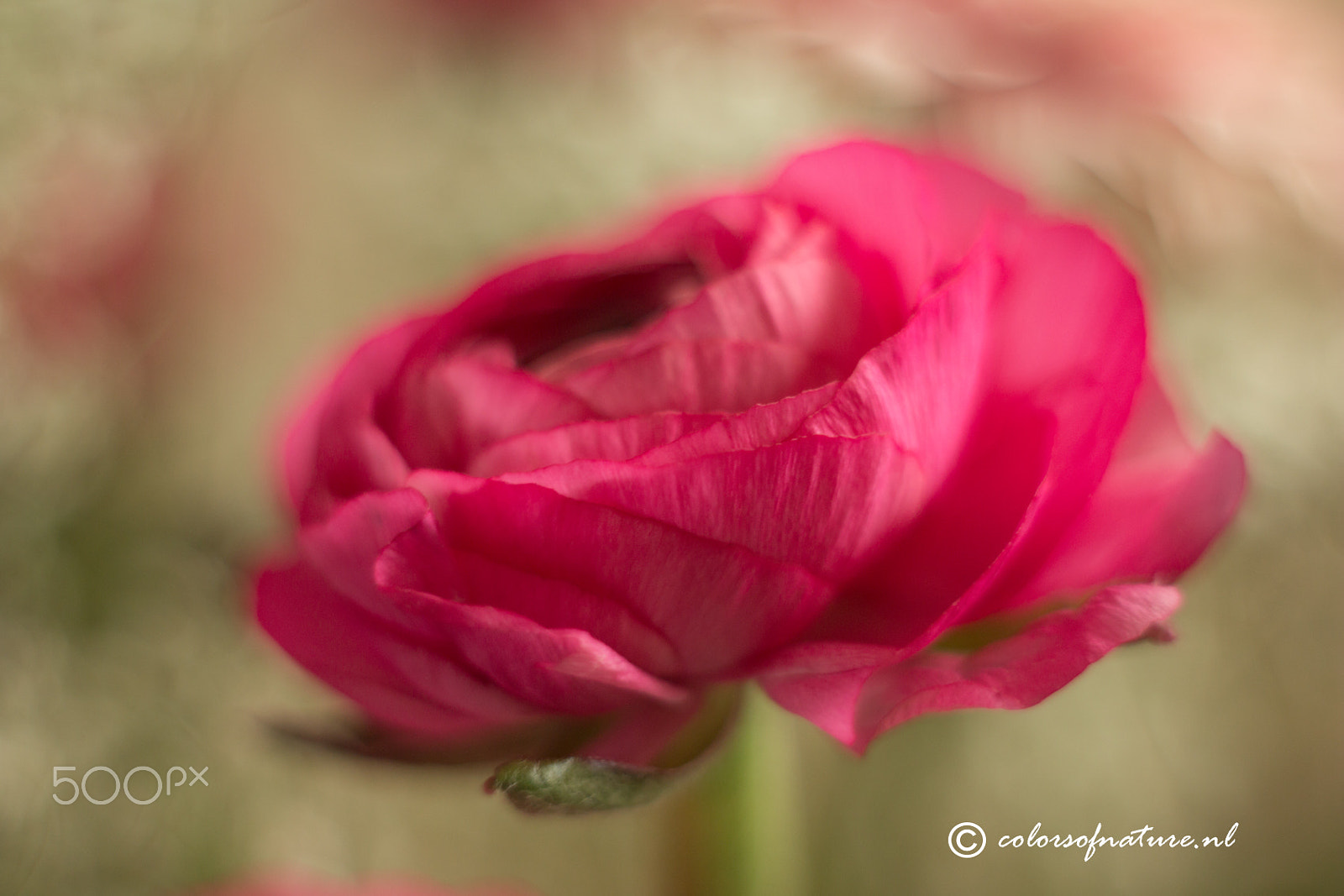 Canon EF 35-80mm f/4-5.6 sample photo. Sweetness photography
