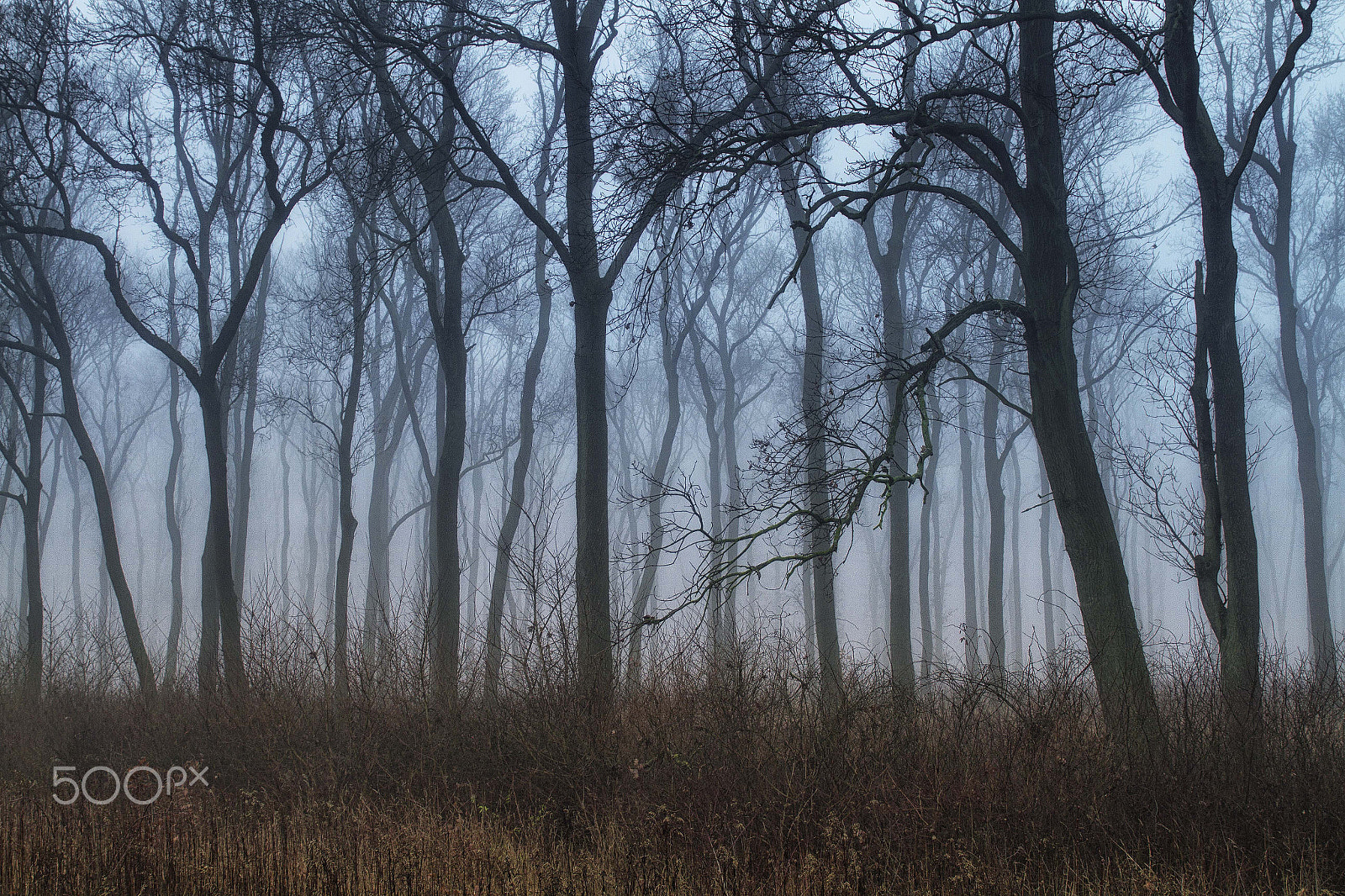 Canon EOS 7D + Sigma 24-70mm F2.8 EX DG Macro sample photo. Forest in fog photography