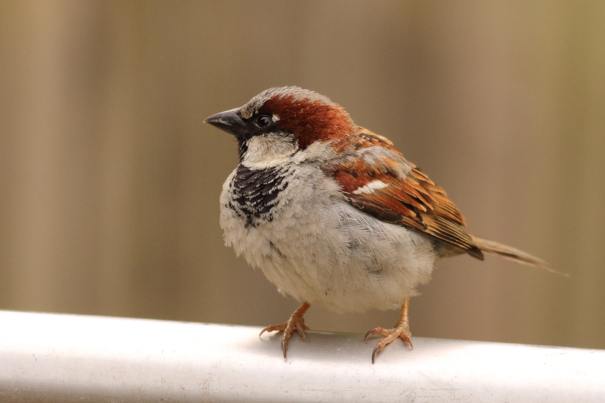 Canon EOS 1100D (EOS Rebel T3 / EOS Kiss X50) + Canon EF 400mm F5.6L USM sample photo. House sparrow (passer domesticus) photography