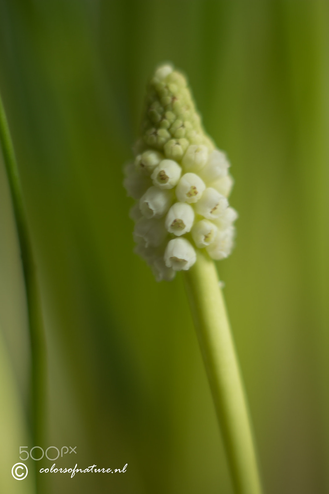Canon EF 35-80mm f/4-5.6 sample photo. Druifje in het groen photography