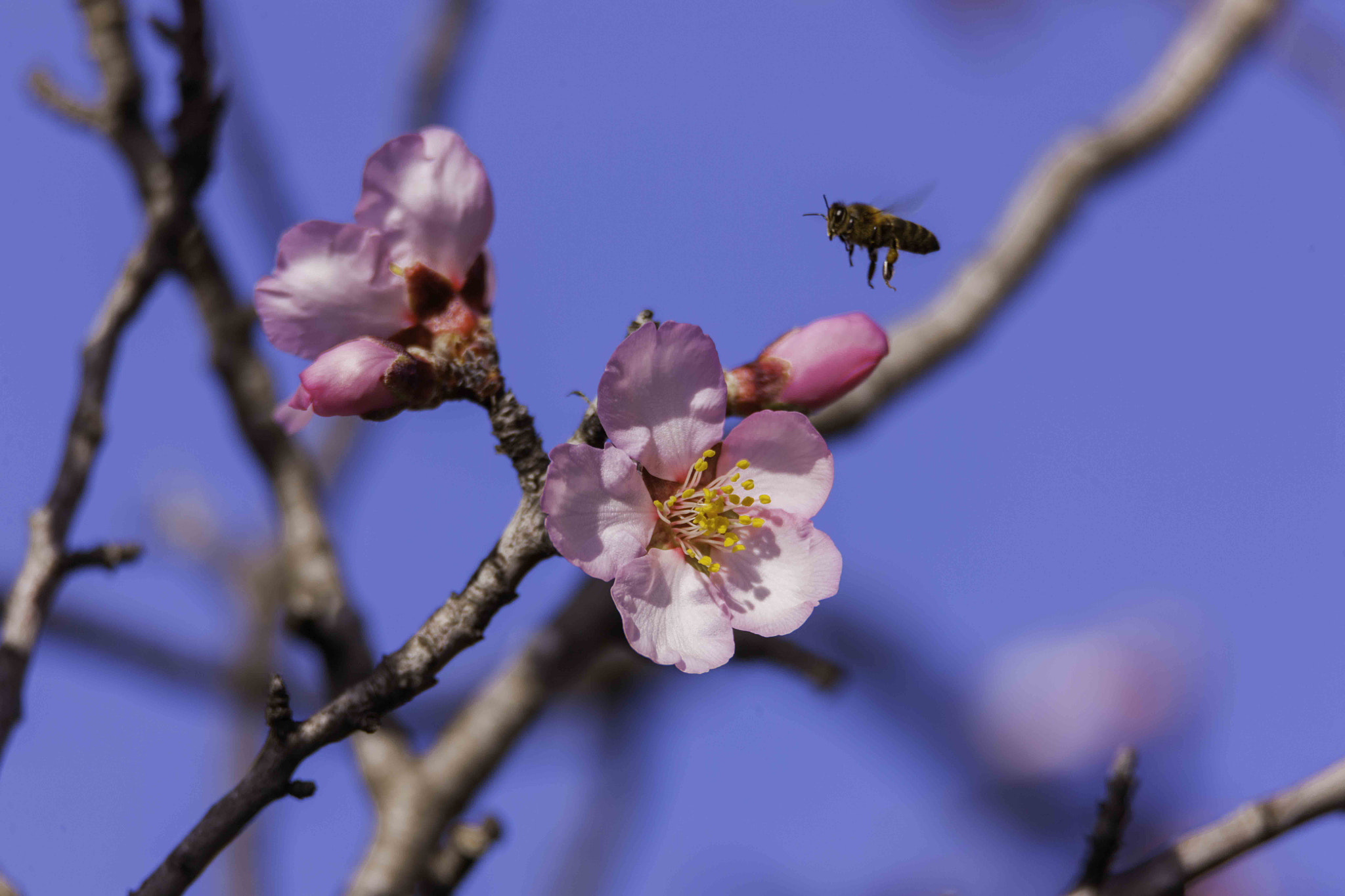 Canon EOS-1Ds Mark III sample photo. Bee photography