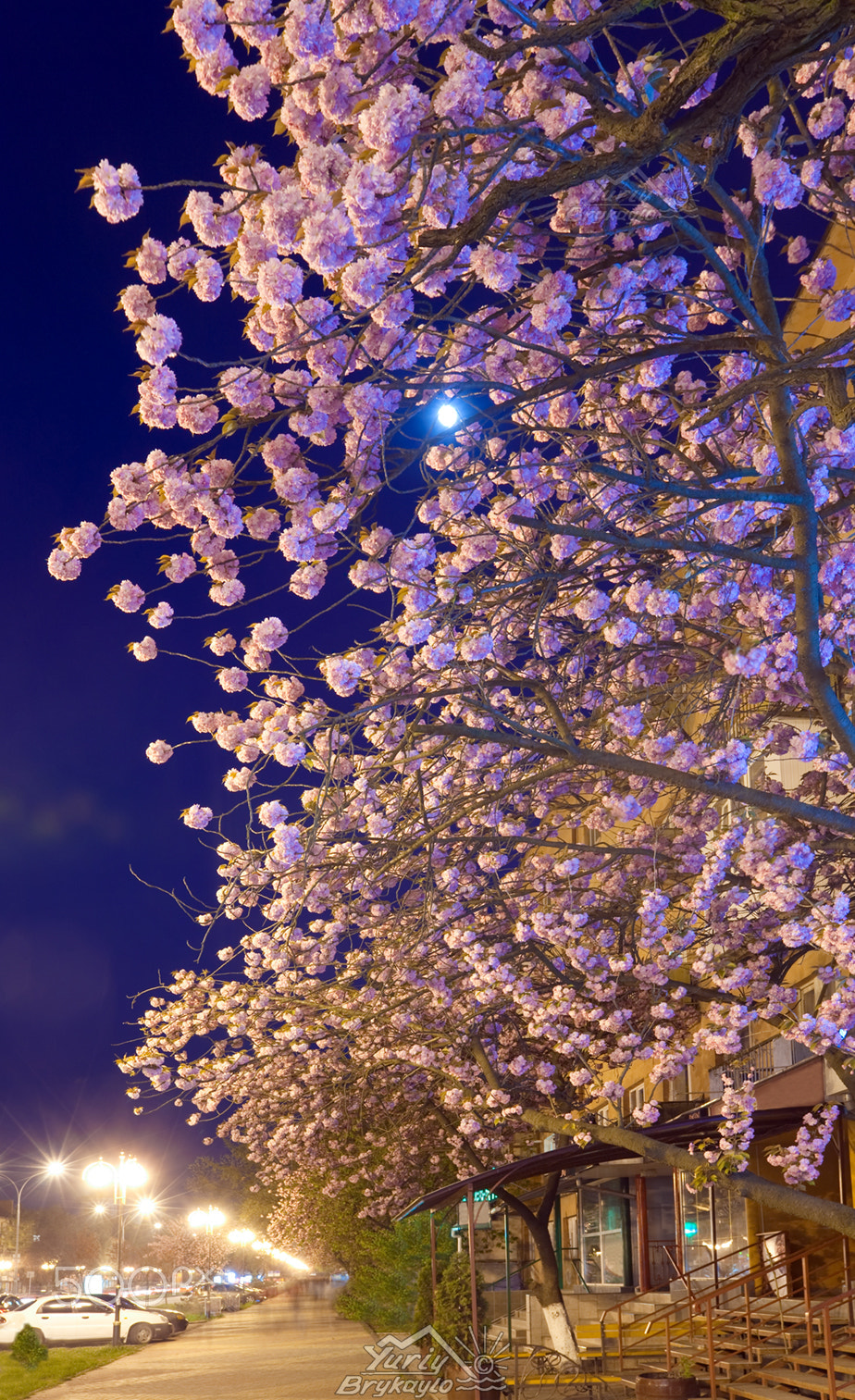 Canon EOS 5D sample photo. Night urban view with japanese cherry blossom photography