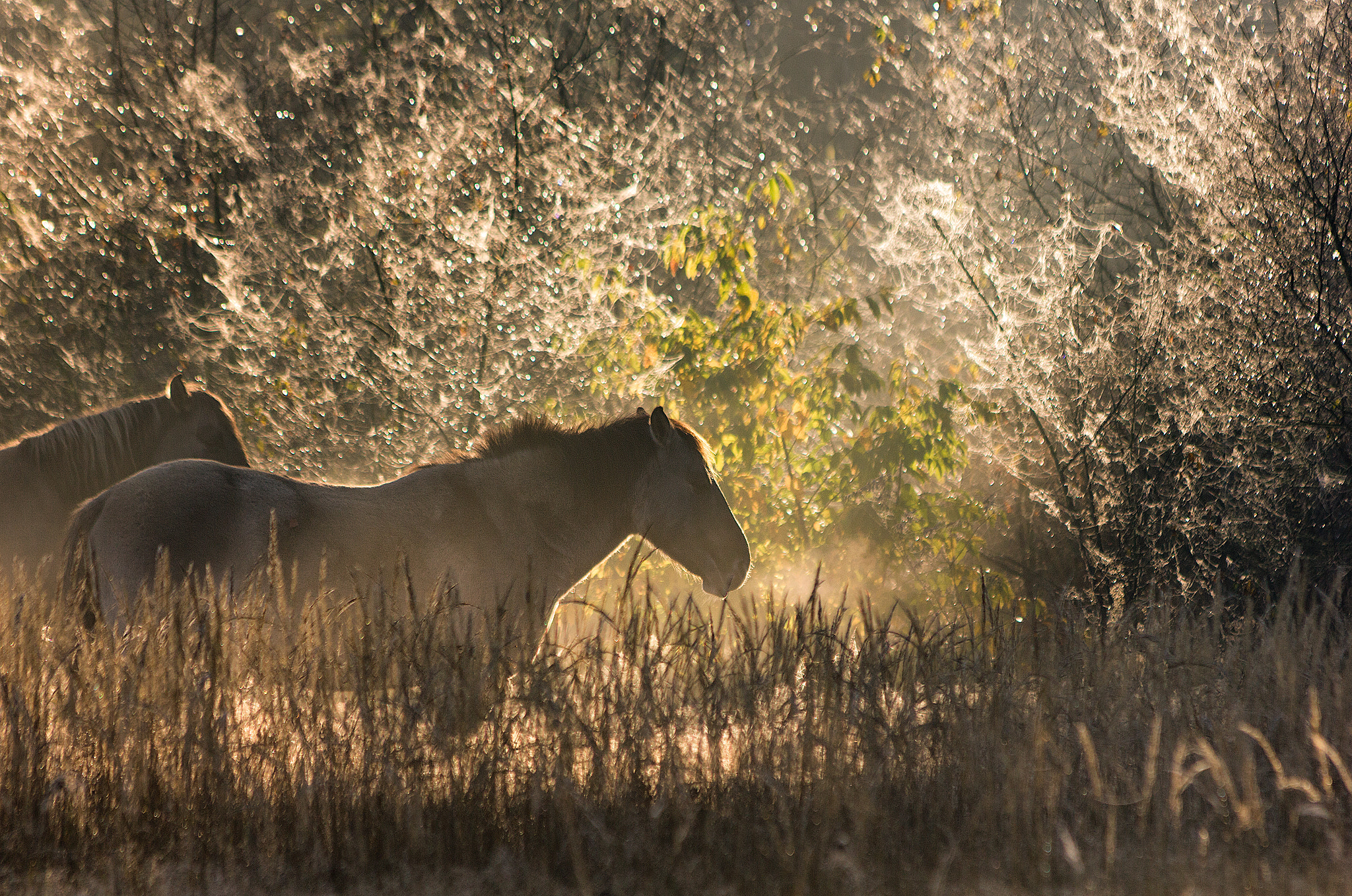 Canon EF 70-300mm F4-5.6 IS USM sample photo. Backlit konikhorse photography