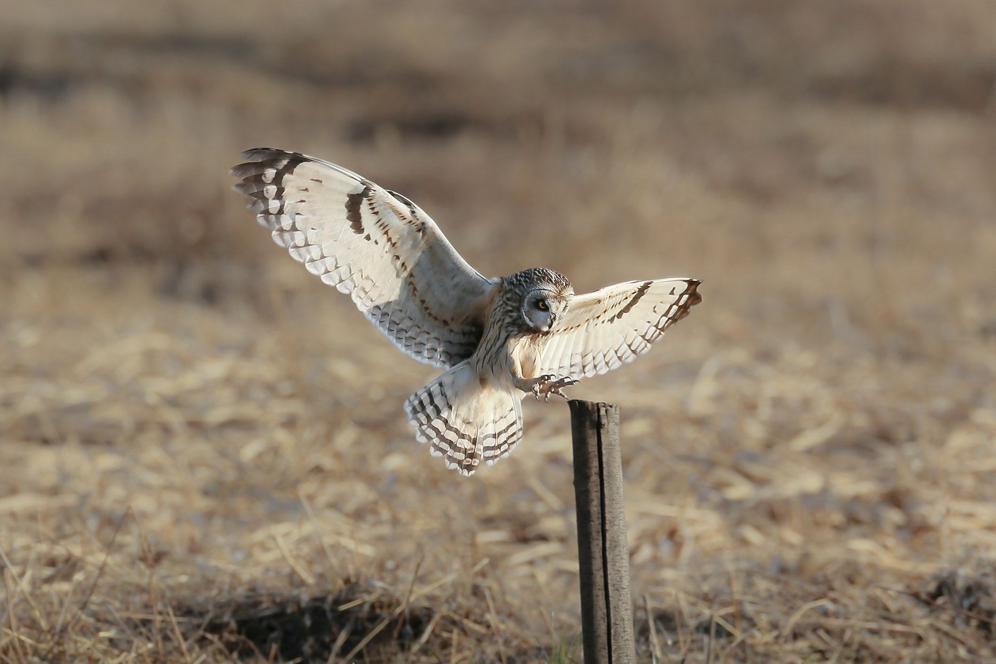 Canon EF 800mm F5.6L IS USM sample photo. コミミズクの目力 photography