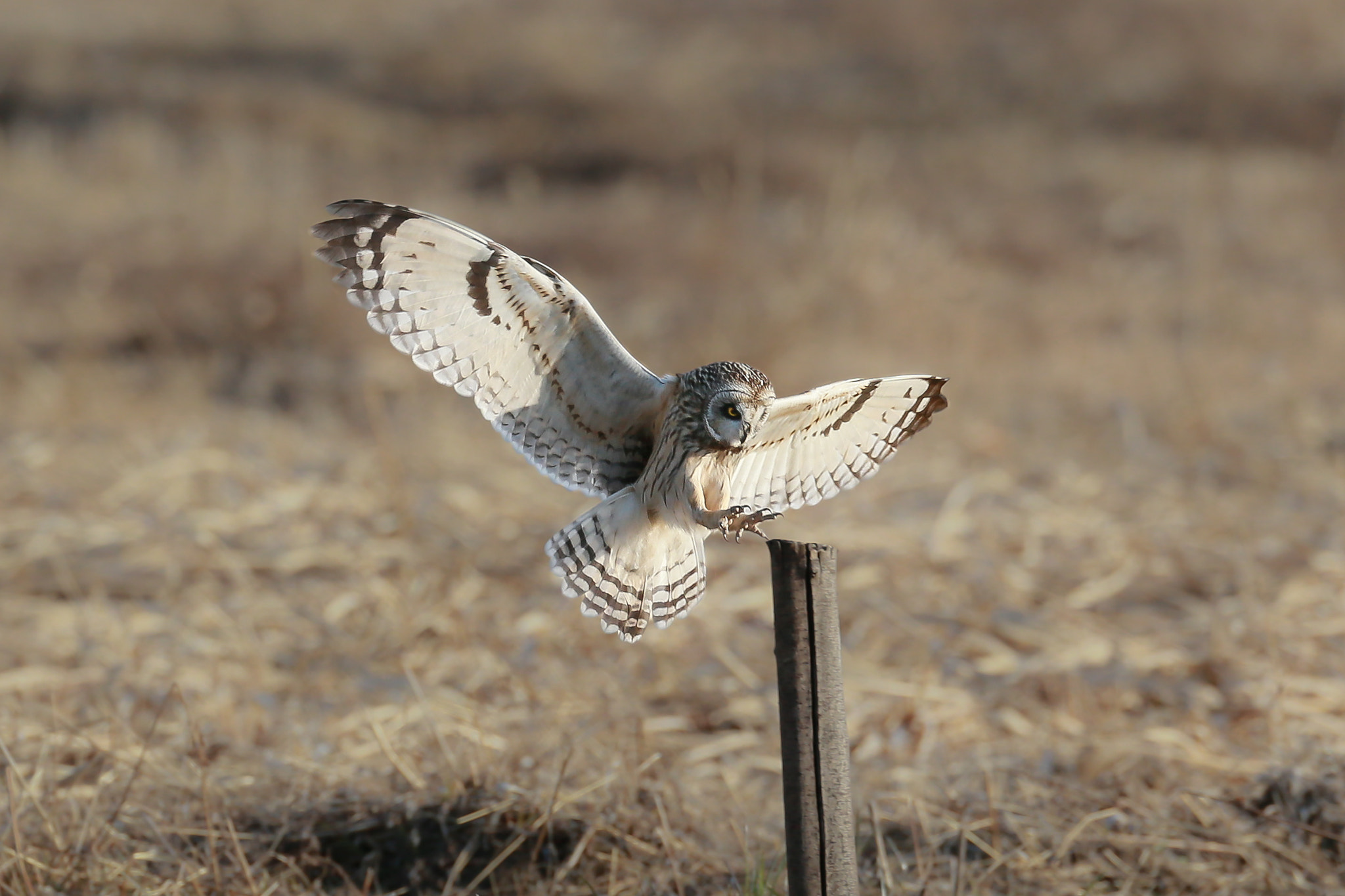 Canon EOS-1D X + Canon EF 800mm F5.6L IS USM sample photo. コミミズクの目力 photography