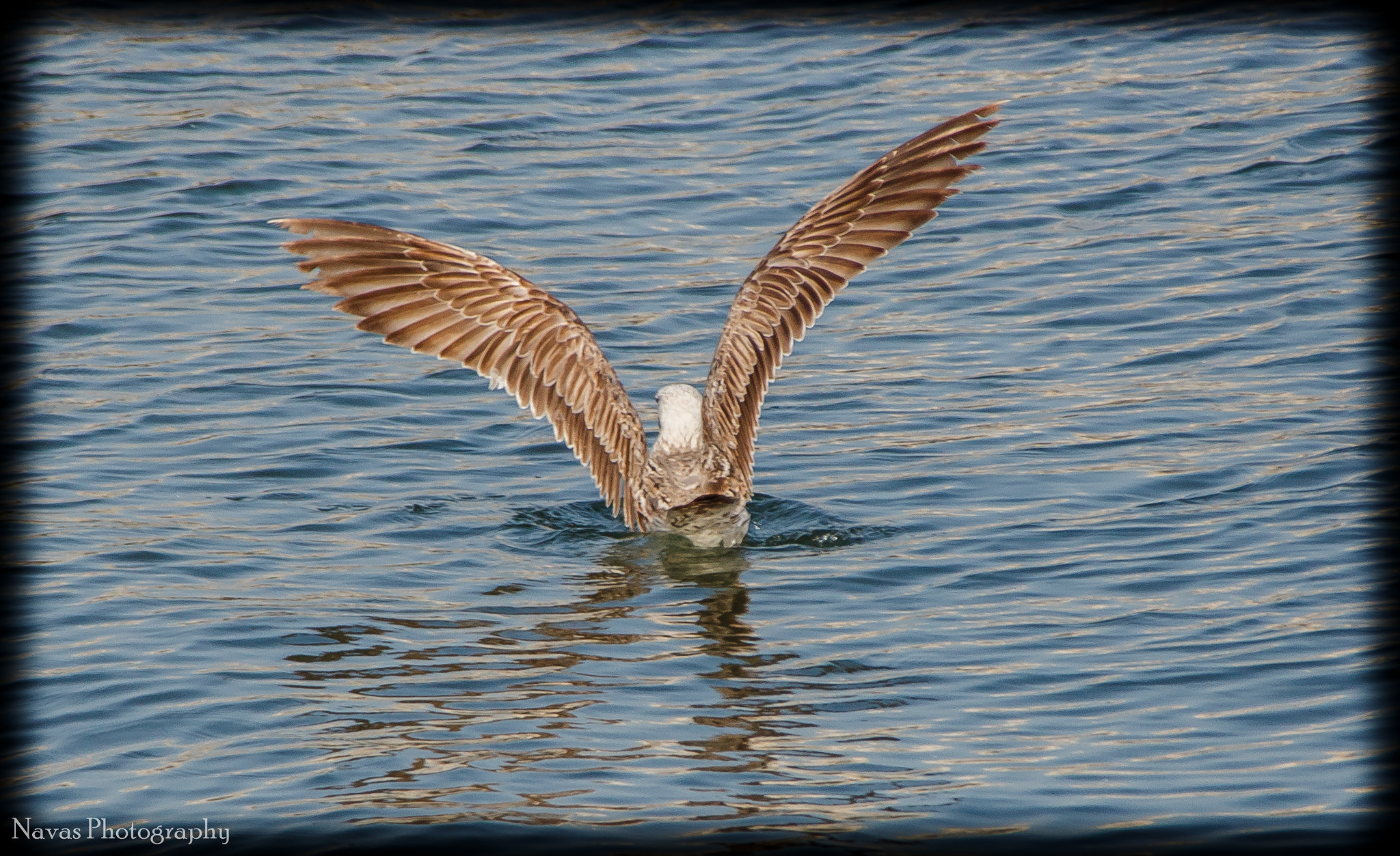 Canon EF 75-300mm F4.0-5.6 IS USM sample photo. Sea gull from fahaheel photography