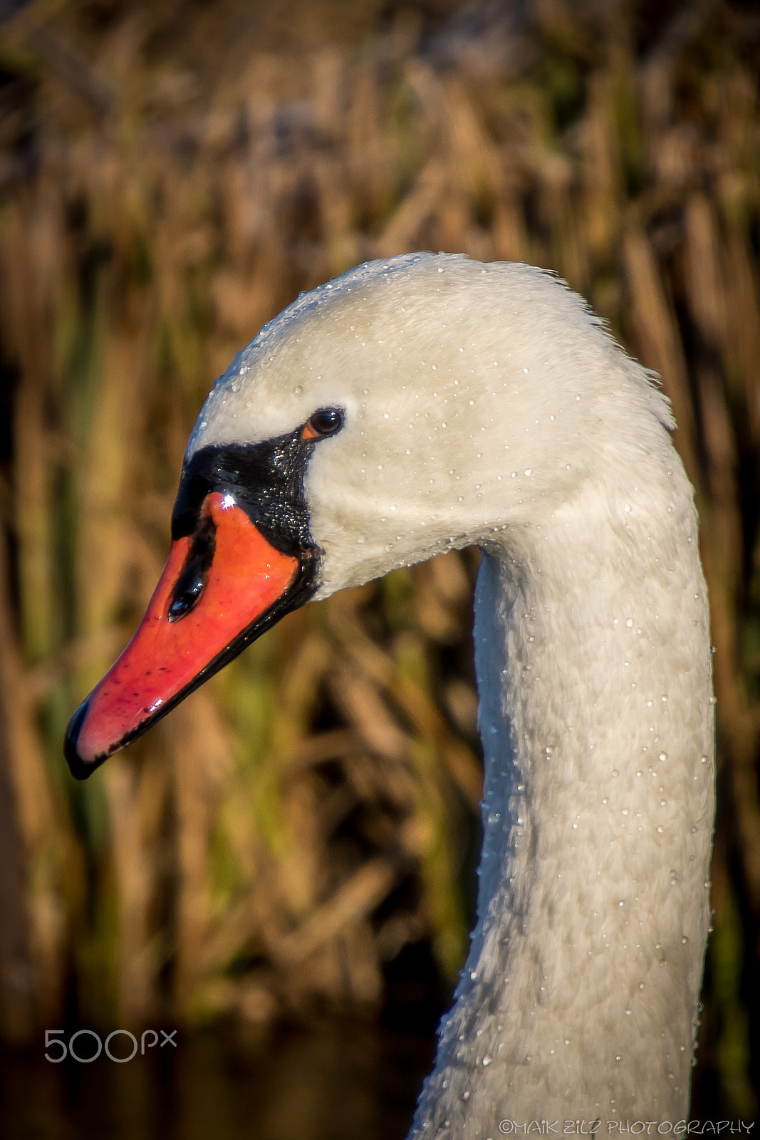 Canon EF 70-200mm F2.8L IS II USM sample photo. Img photography