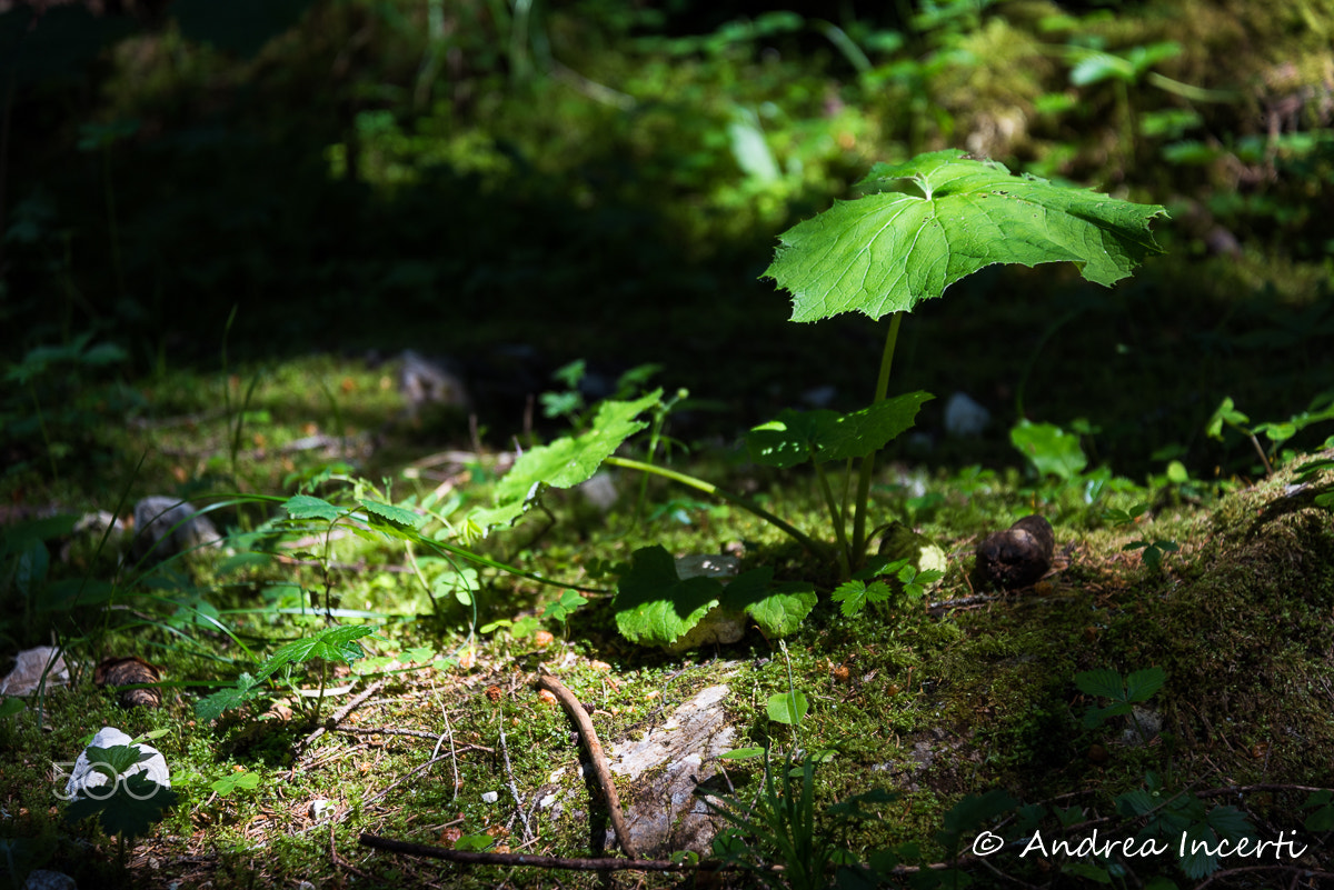 Nikon D810 sample photo. Sunlight on the leaves photography