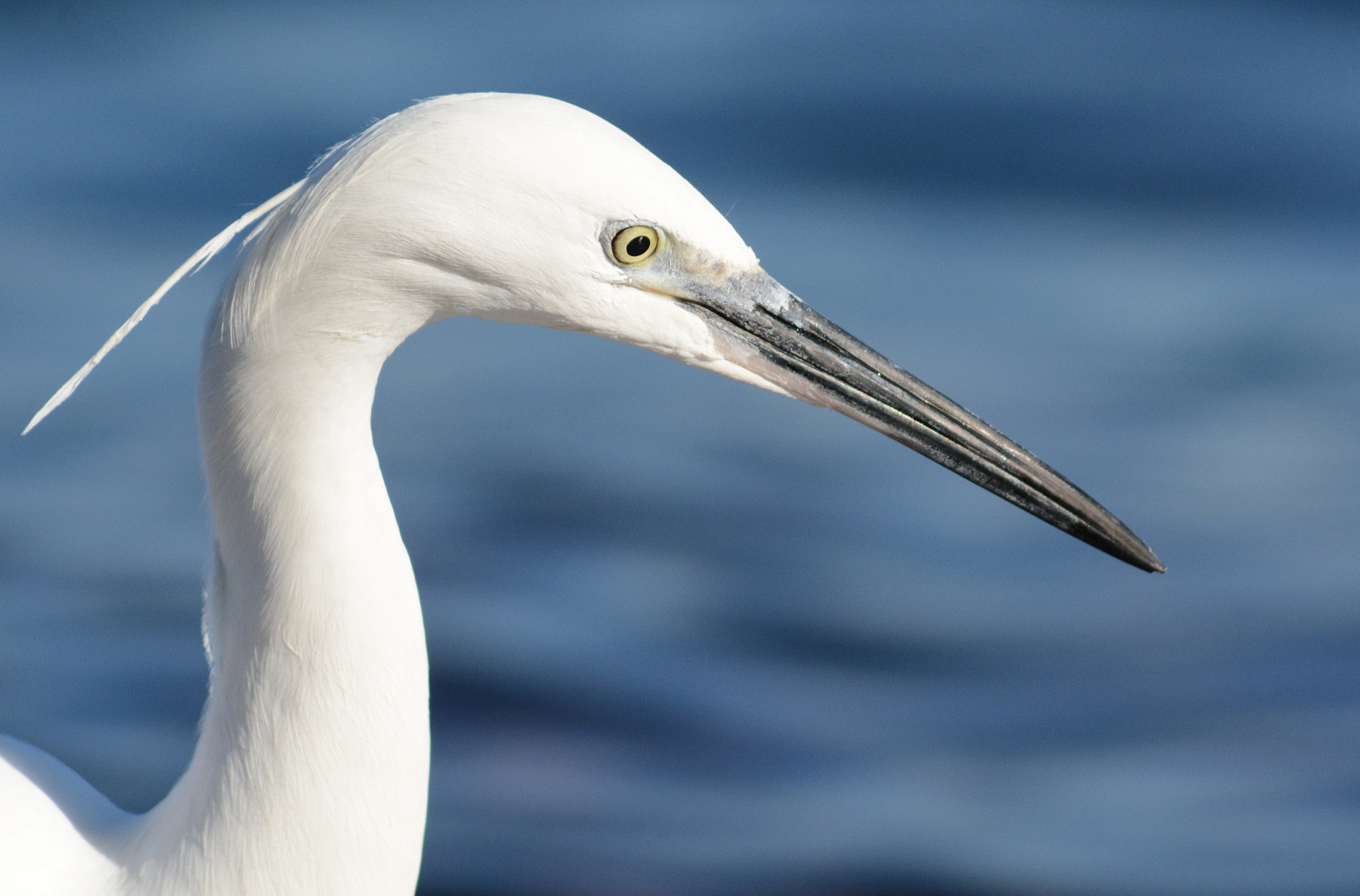 Sigma 70-300mm F4-5.6 APO DG Macro sample photo. Little egret : into the eye of the fisher photography
