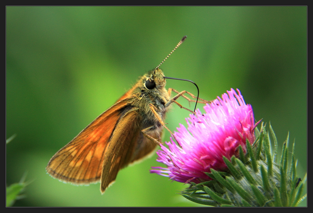 Canon EOS 450D (EOS Rebel XSi / EOS Kiss X2) sample photo. Butterfly photography