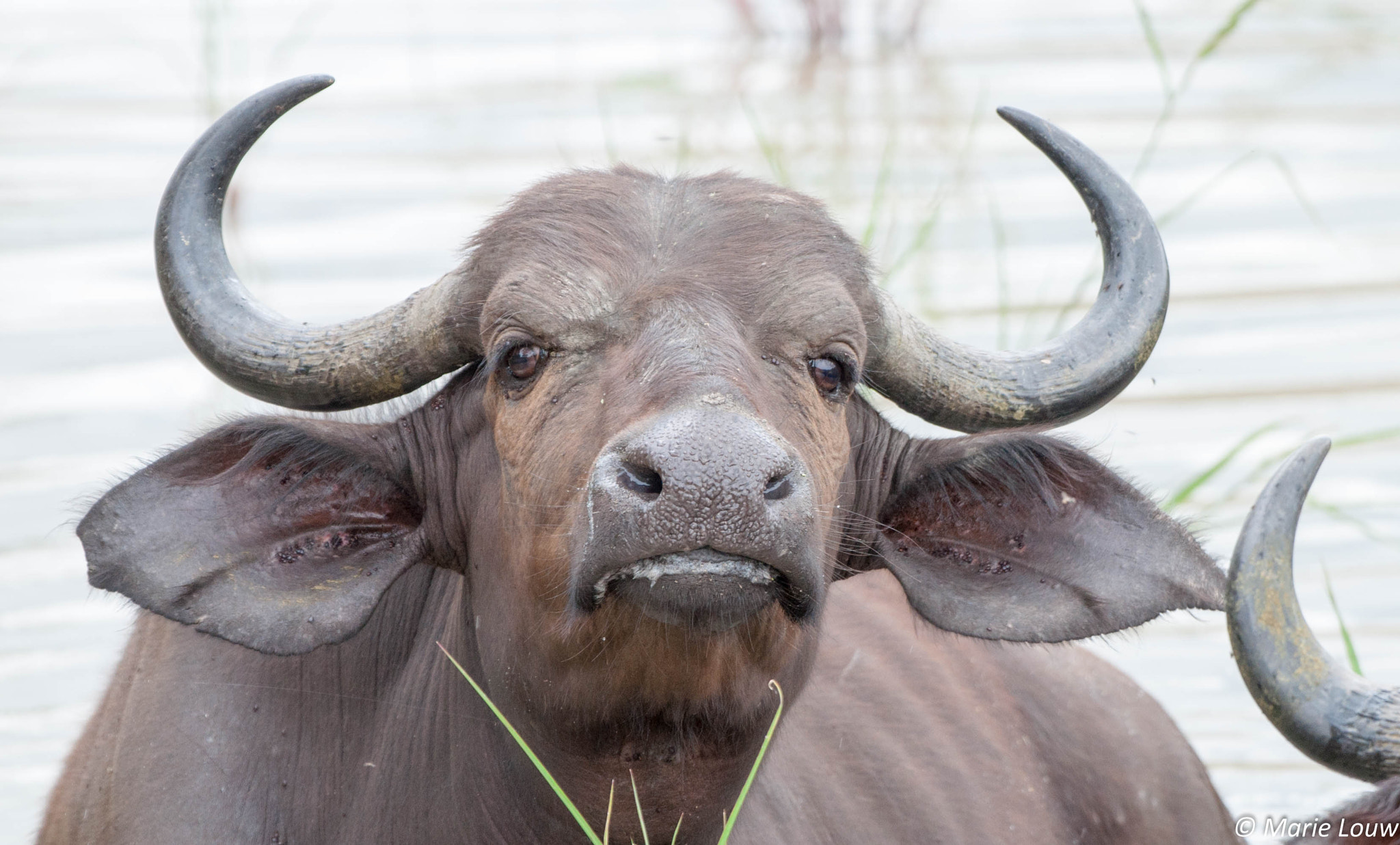 Nikon AF-S Nikkor 200-500mm F5.6E ED VR sample photo. Buffalo photography