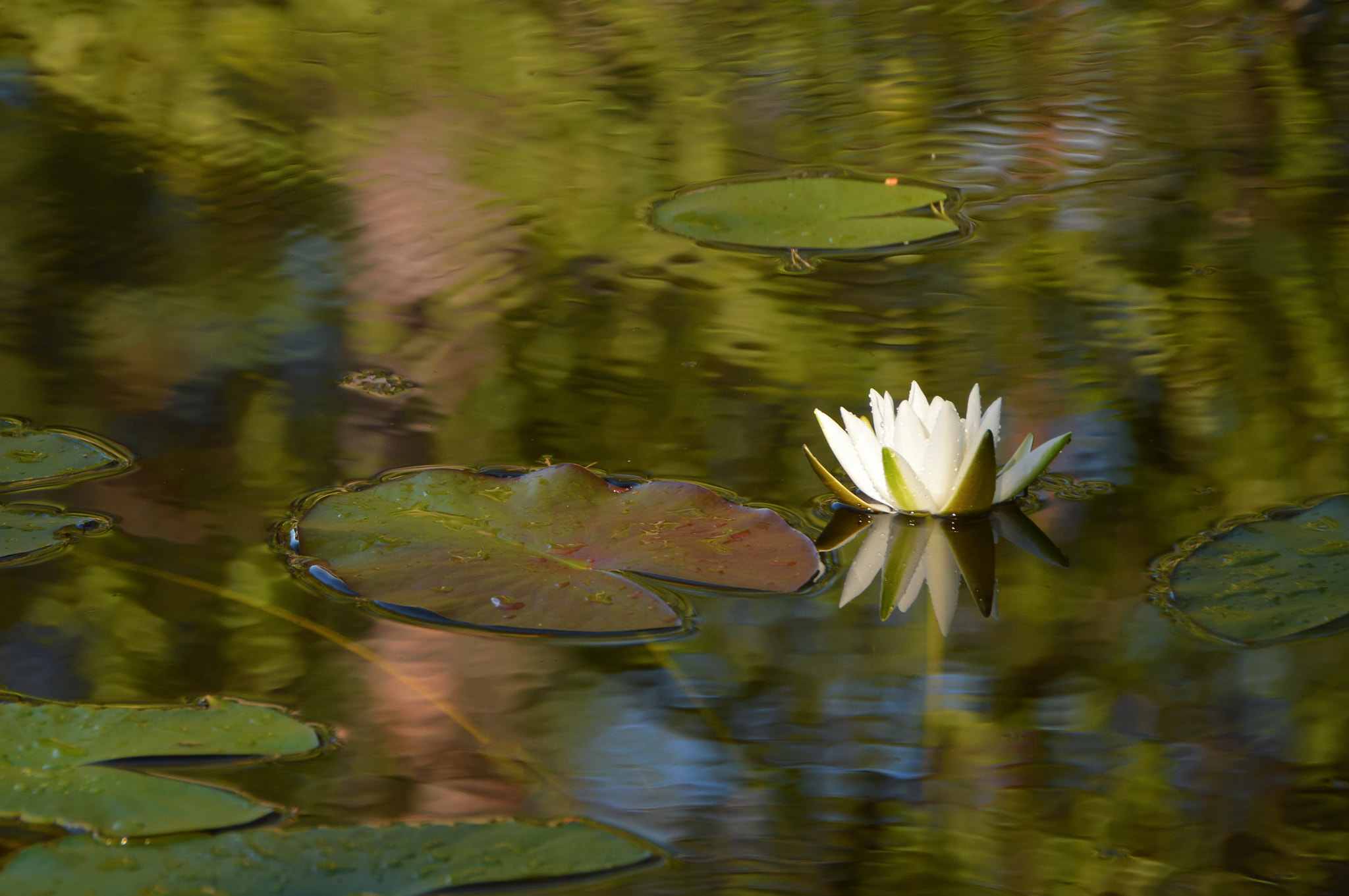 Nikon D3200 sample photo. Reverberations photography