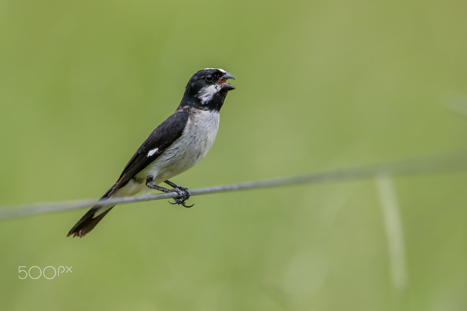 Nikon D800 + Sigma 150-600mm F5-6.3 DG OS HSM | C sample photo. Lined seedeater photography