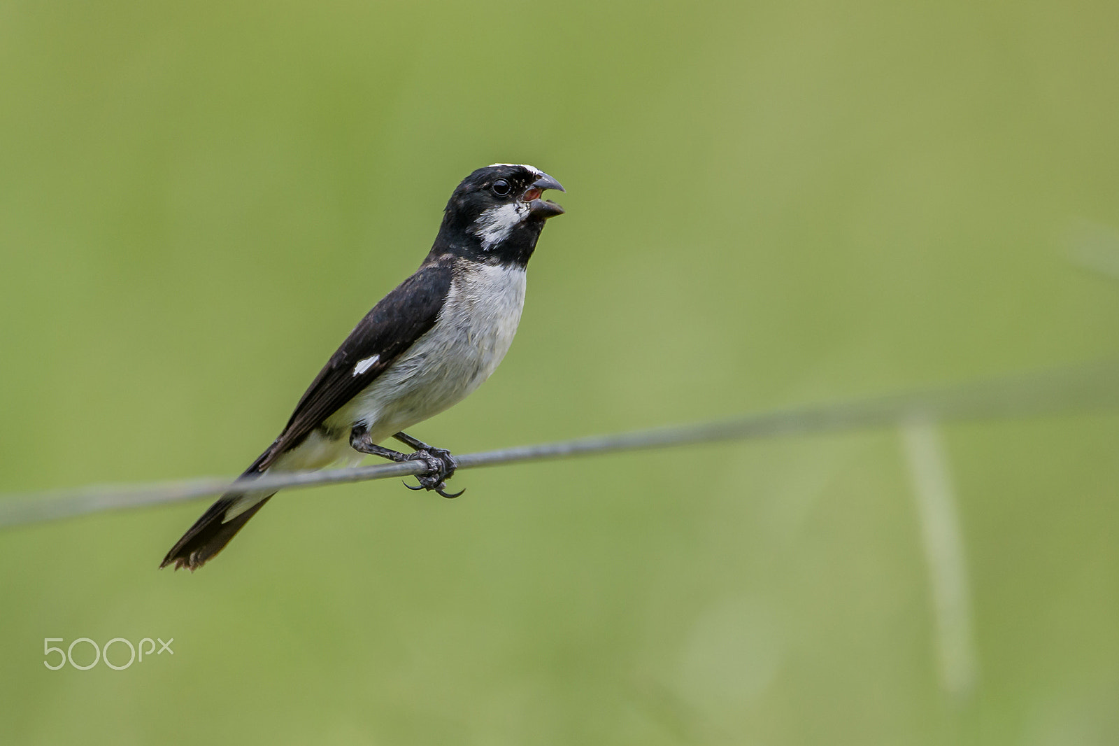 Sigma 150-600mm F5-6.3 DG OS HSM | C sample photo. Lined seedeater photography