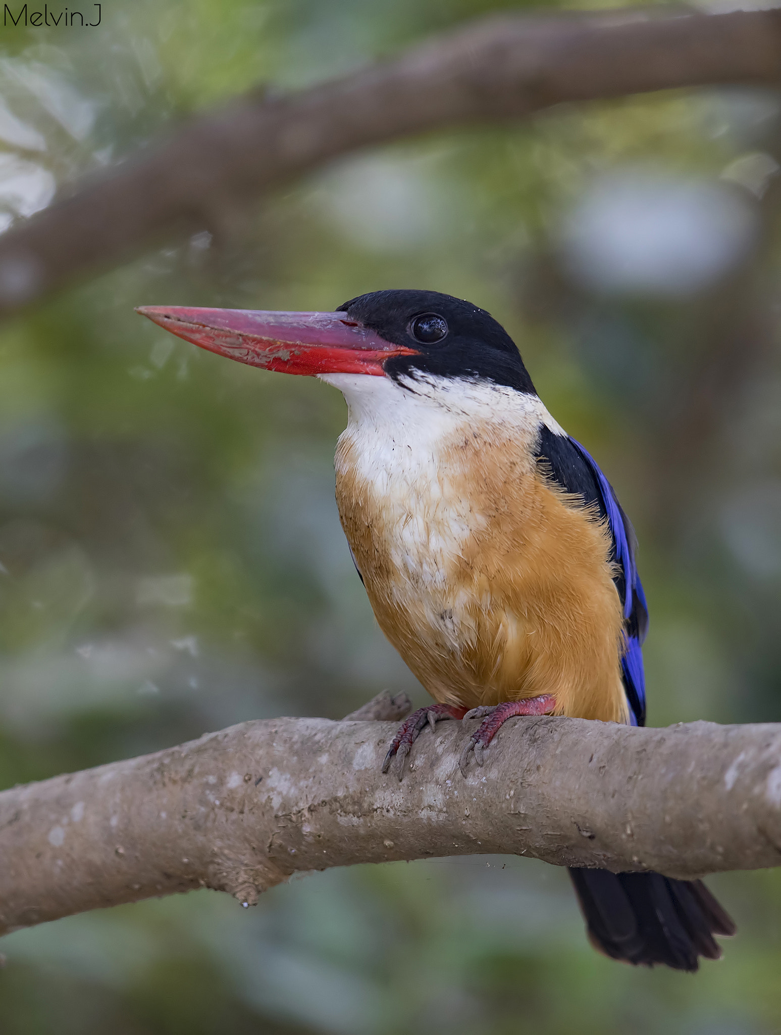 Canon EF 600mm F4L IS II USM sample photo. Black capped kingfisher photography