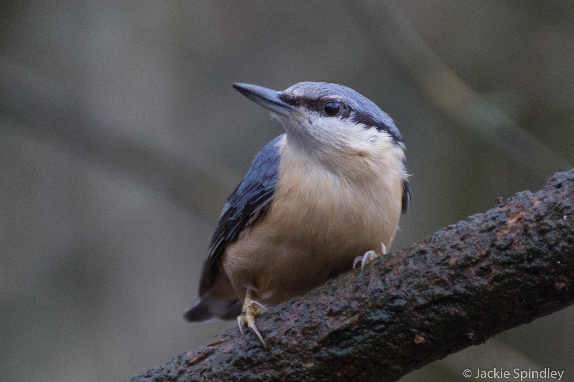 Tamron SP 35mm F1.8 Di VC USD sample photo. Nuthatch photography