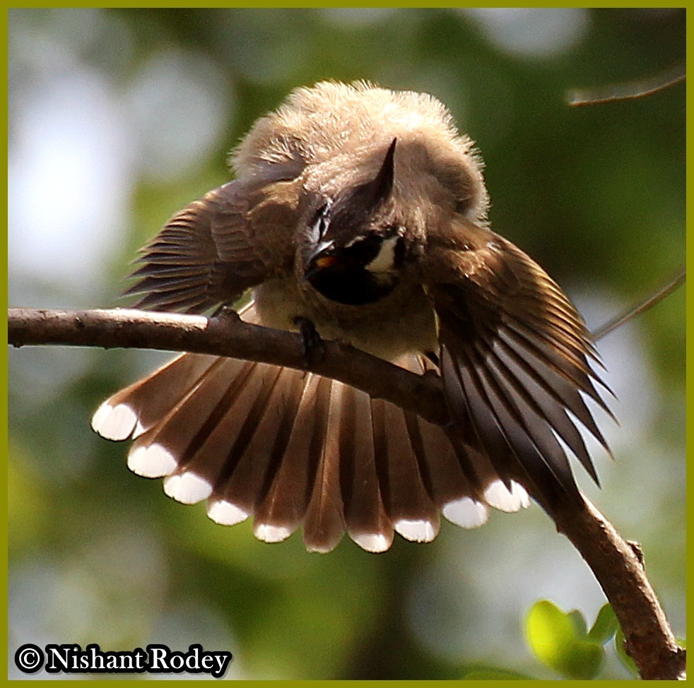 Tamron SP 35mm F1.8 Di VC USD sample photo. Fantail..... photography