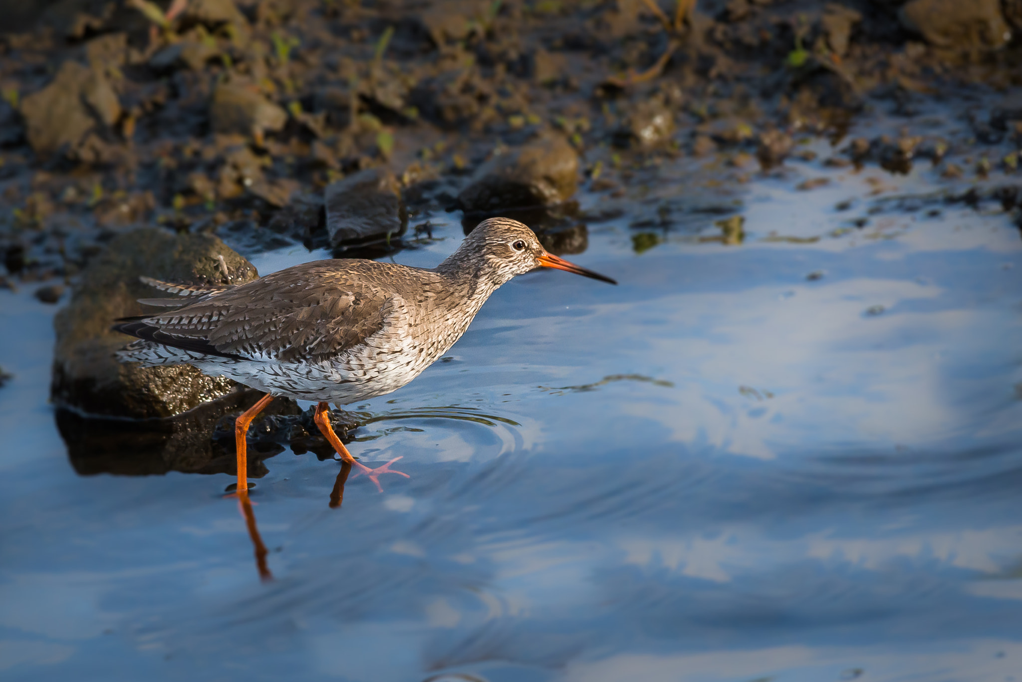 Nikon D800 + Nikon AF-S Nikkor 300mm F4D ED-IF sample photo. Redshank photography