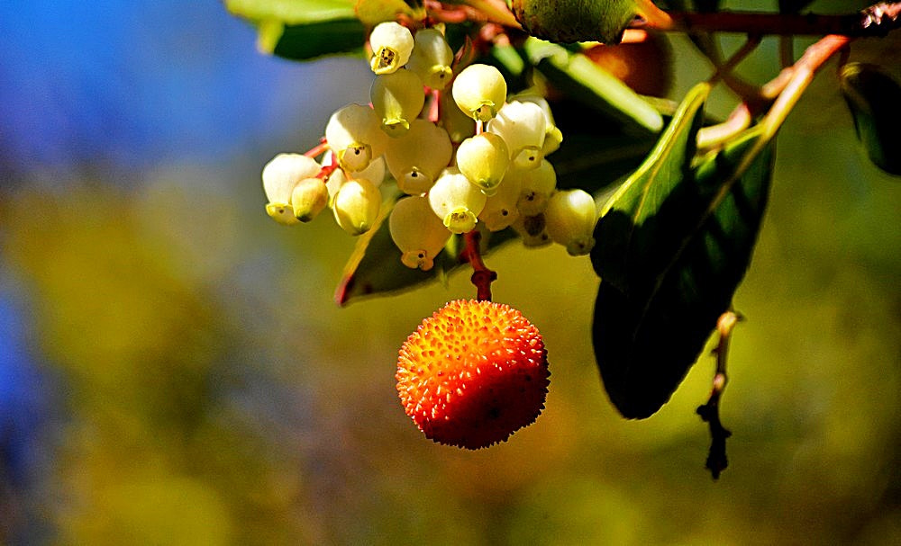 Sigma 70-300mm F4-5.6 APO Macro Super II sample photo. Nature photography