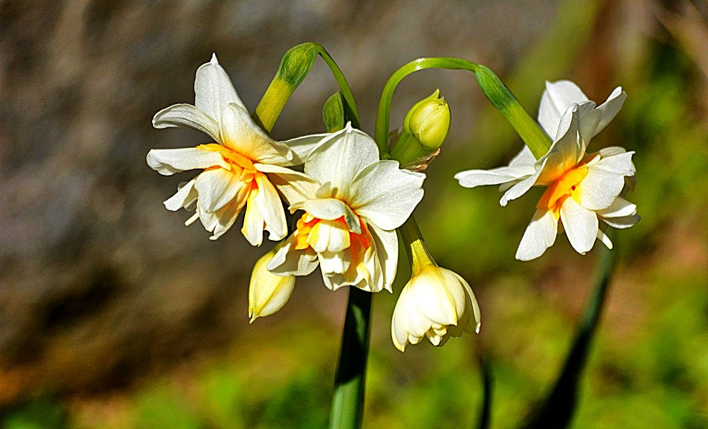 Sigma 70-300mm F4-5.6 APO Macro Super II sample photo. Les fleurs des champs photography