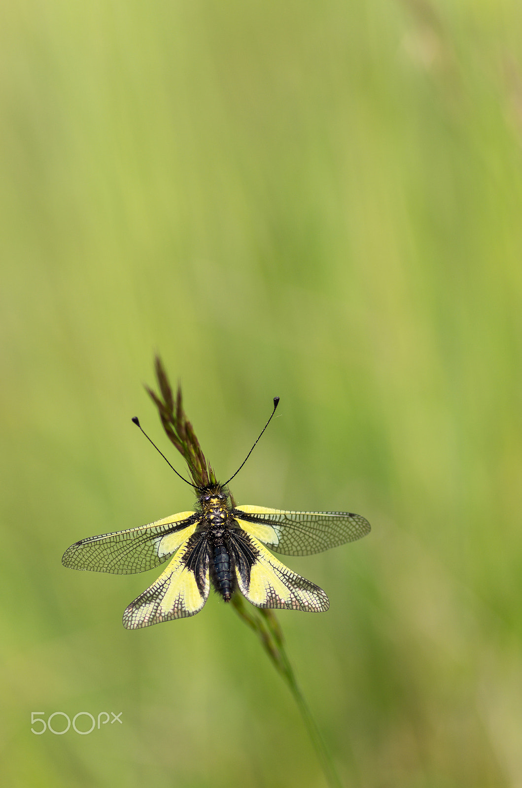 Pentax smc D-FA 100mm F2.8 Macro WR sample photo. Owlfly photography