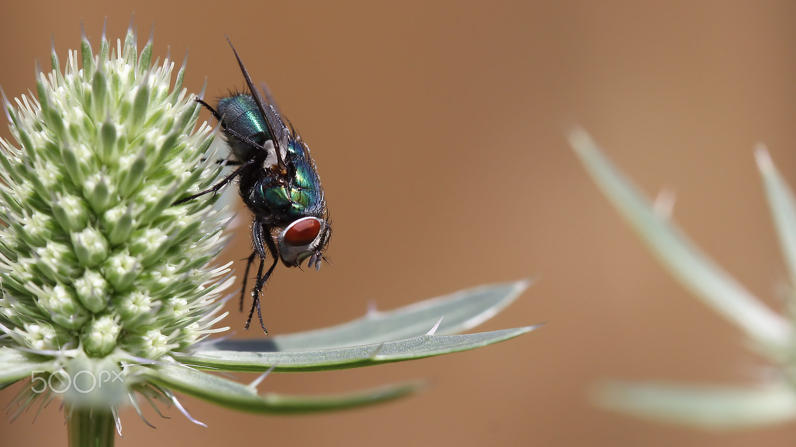 Canon EOS 60D + Canon EF 100mm F2.8 Macro USM sample photo. Going down photography