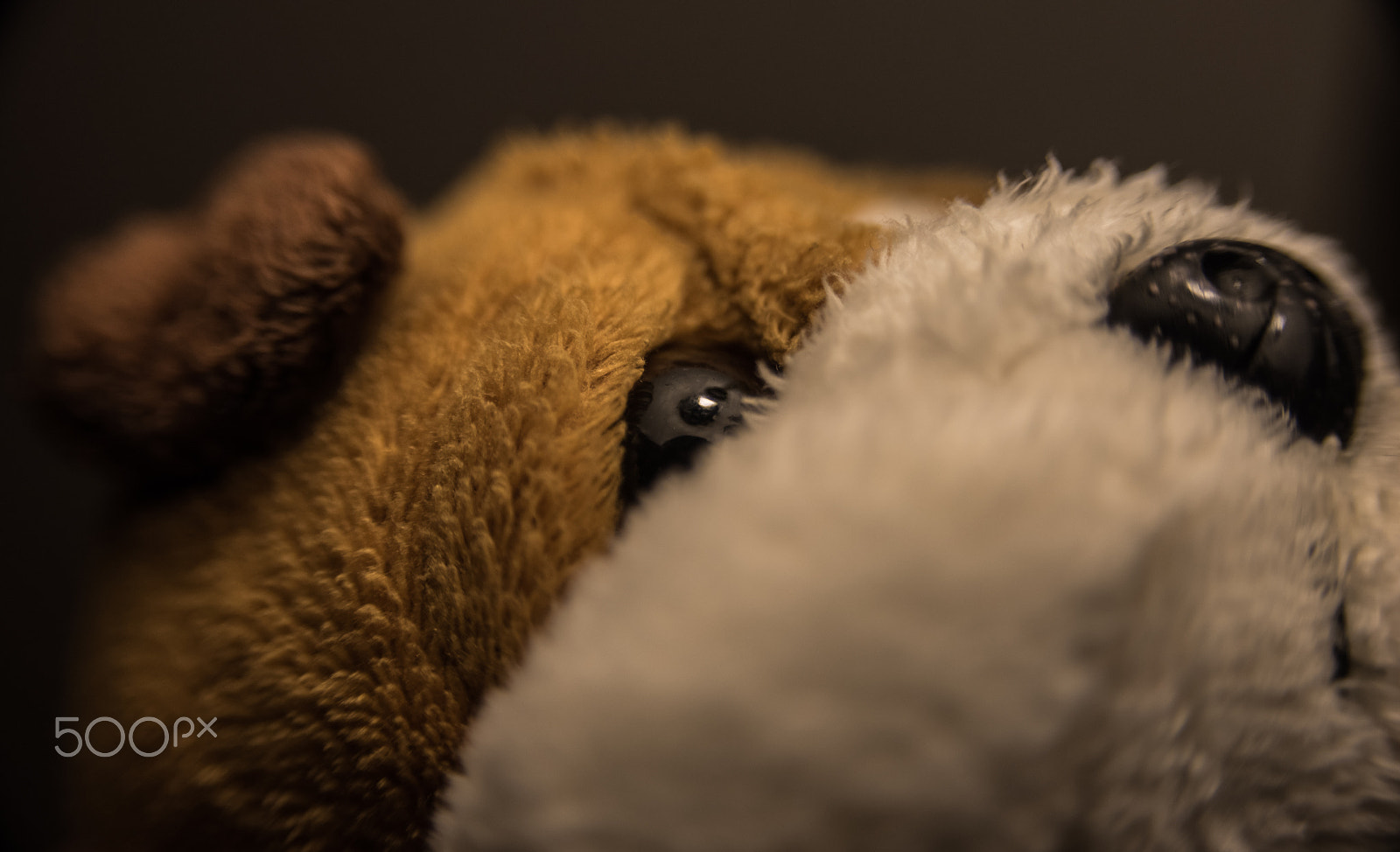 AF Zoom-Nikkor 28-105mm f/3.5-4.5D IF sample photo. Toy portraits - suave puppy photography