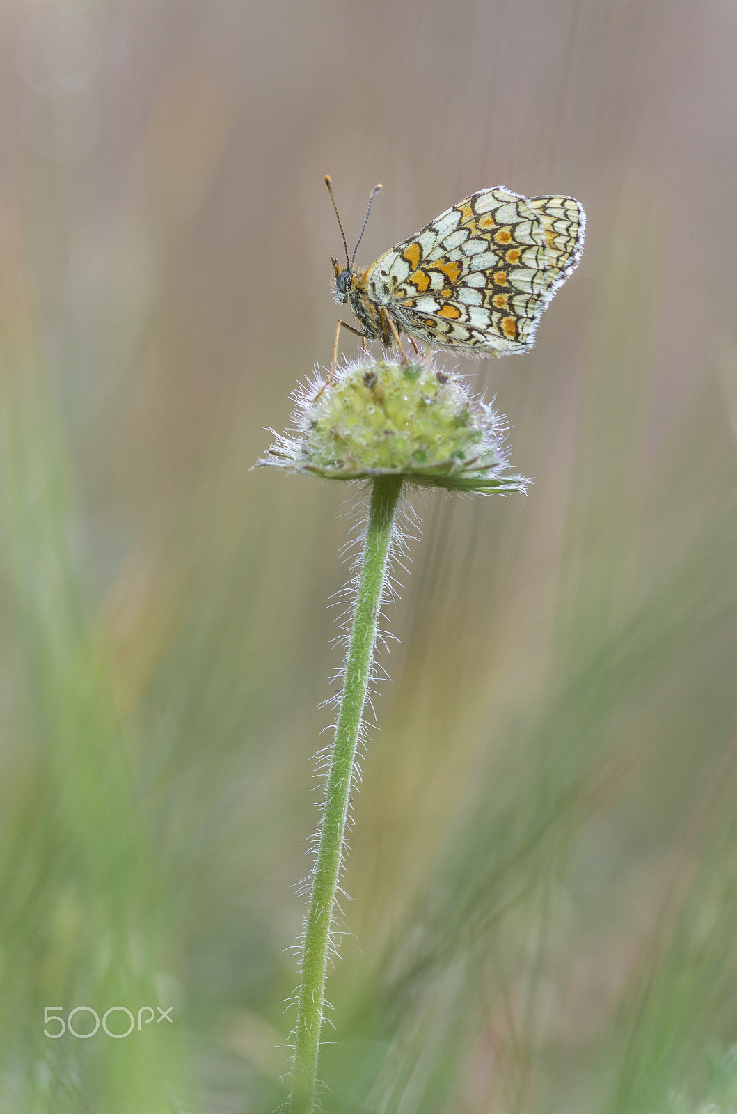 Pentax smc D-FA 100mm F2.8 Macro WR sample photo. Fritillary photography