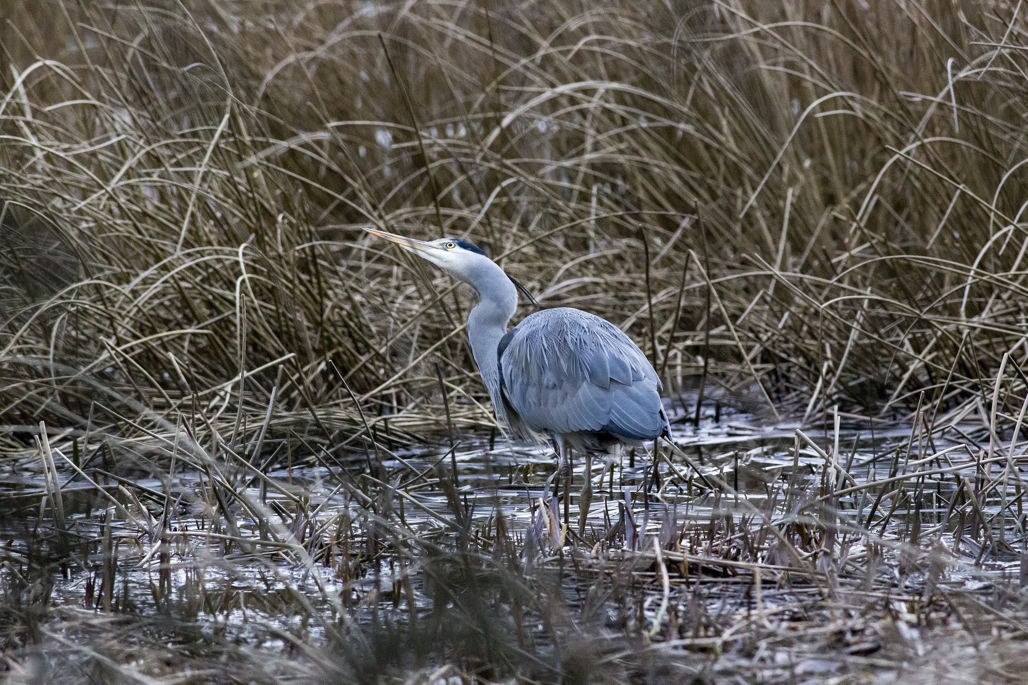 Canon EOS 6D + Canon EF 400mm F5.6L USM sample photo. Gray heron photography