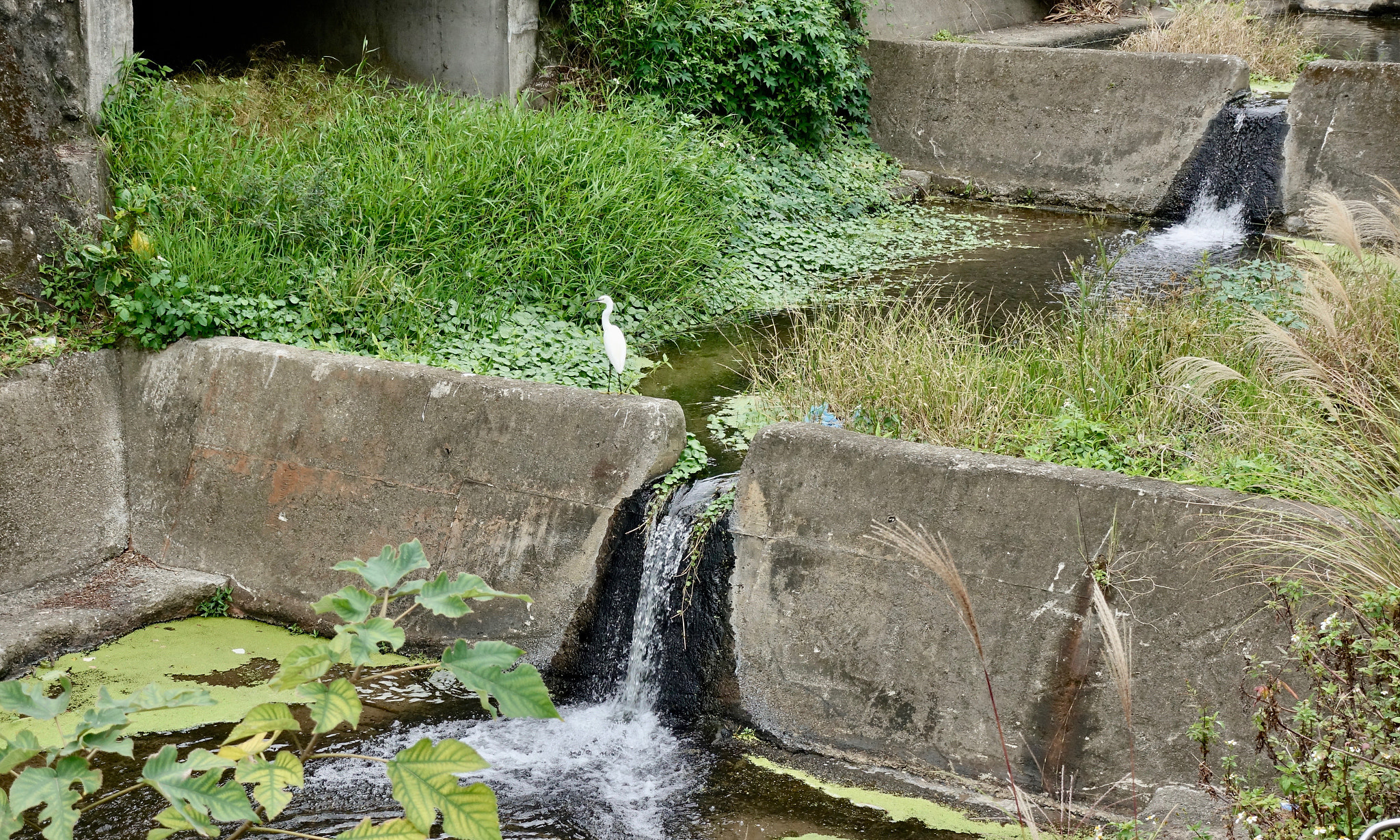 Sony DSC-RX100M5 + Sony 24-70mm F1.8-2.8 sample photo. Crane on waterfall photography