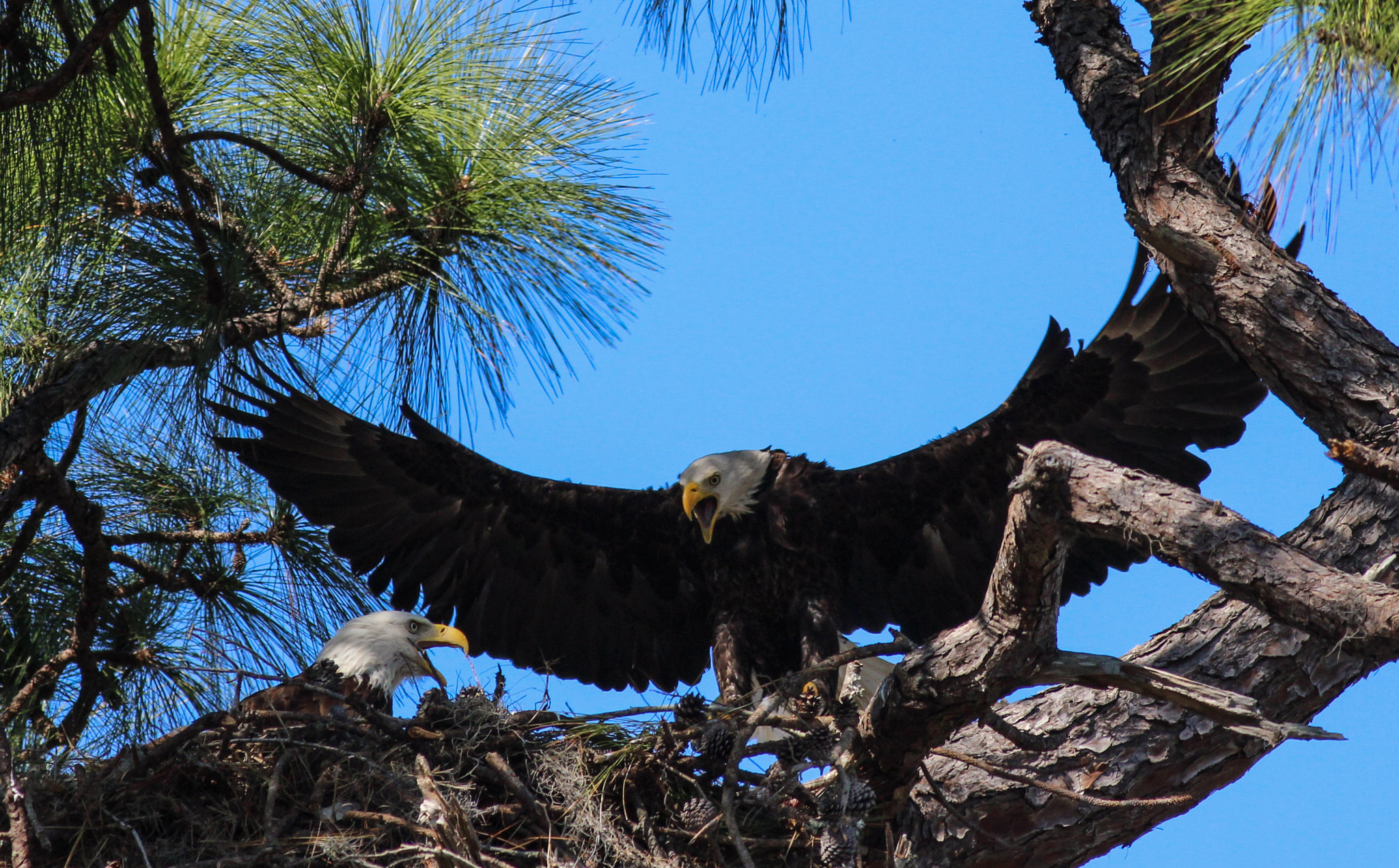 Canon EOS 600D (Rebel EOS T3i / EOS Kiss X5) + Canon EF 400mm F5.6L USM sample photo. Eagles nest photography