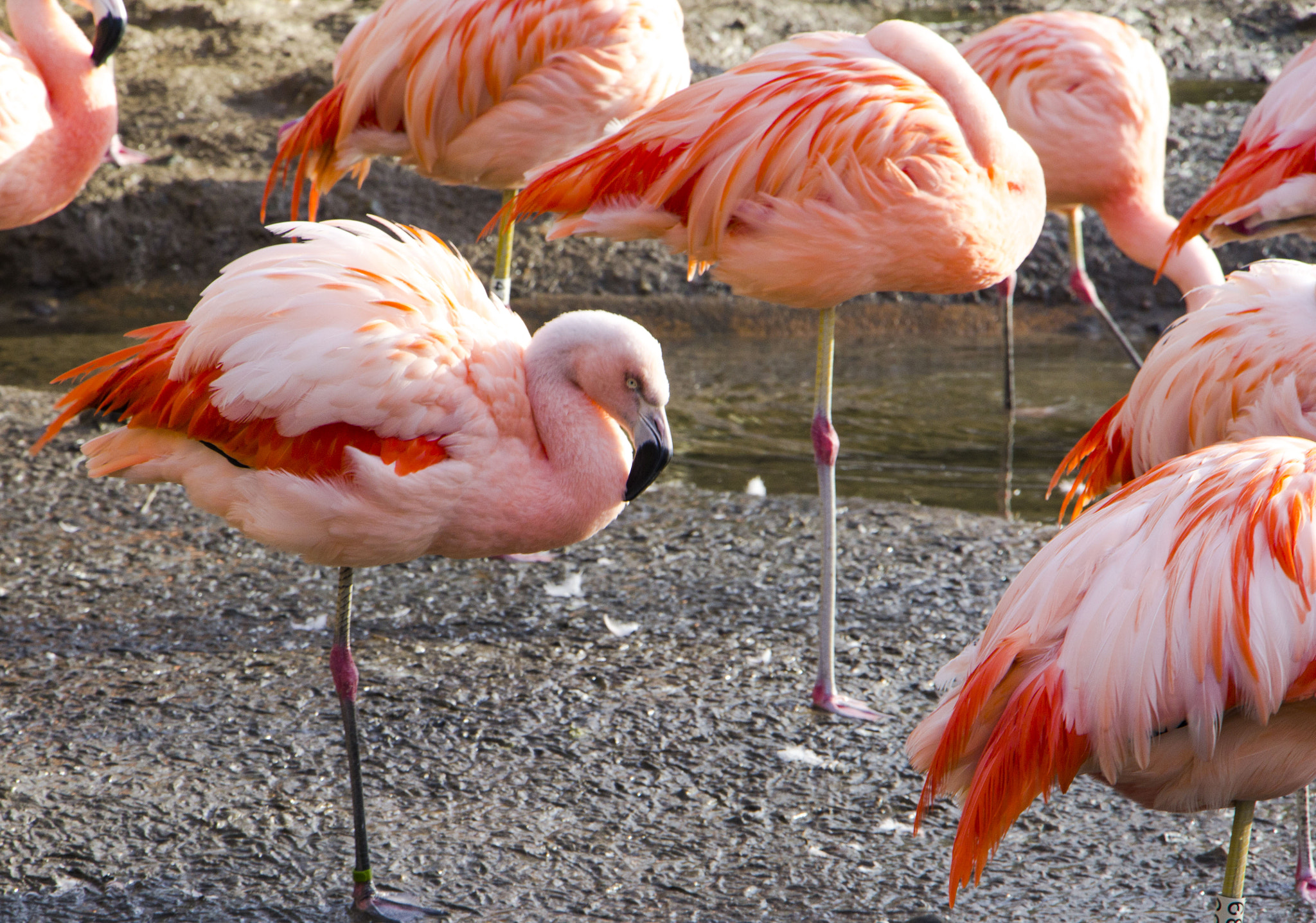 Canon EOS 1200D (EOS Rebel T5 / EOS Kiss X70 / EOS Hi) sample photo. Flamingos at jersey zoo photography