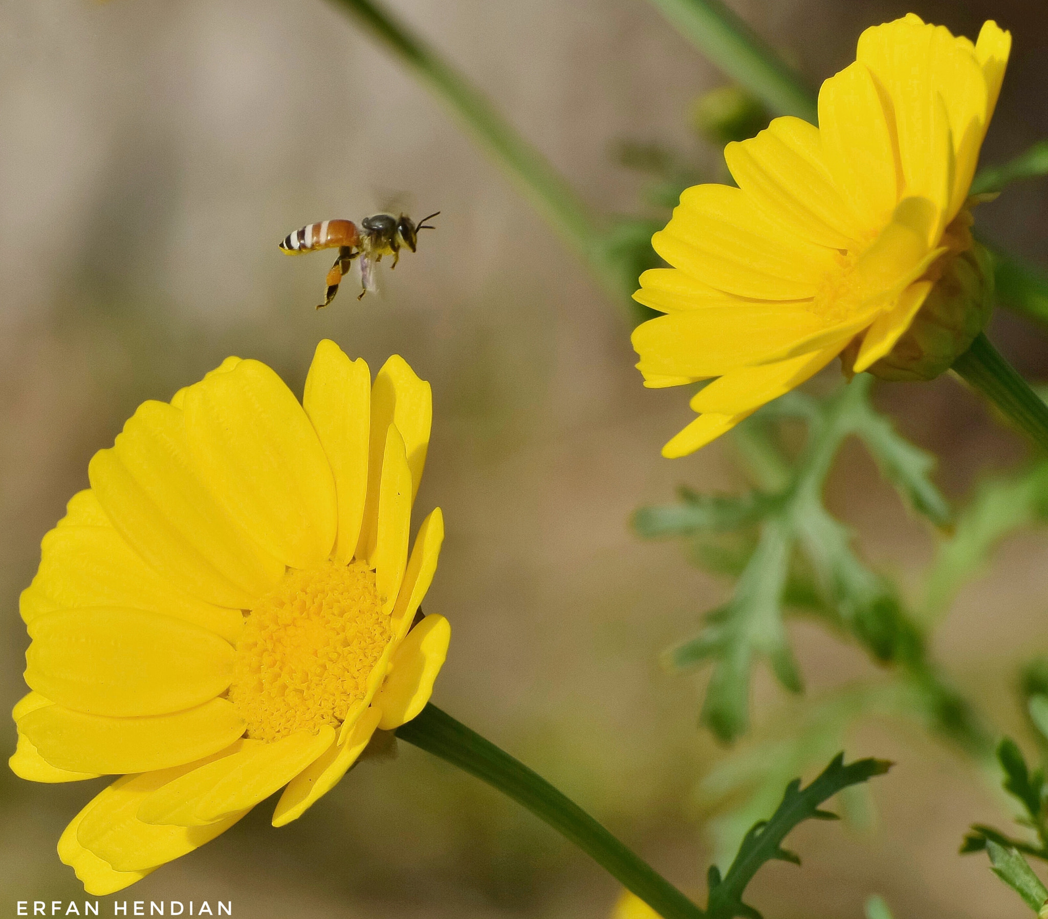 Nikon D5500 sample photo