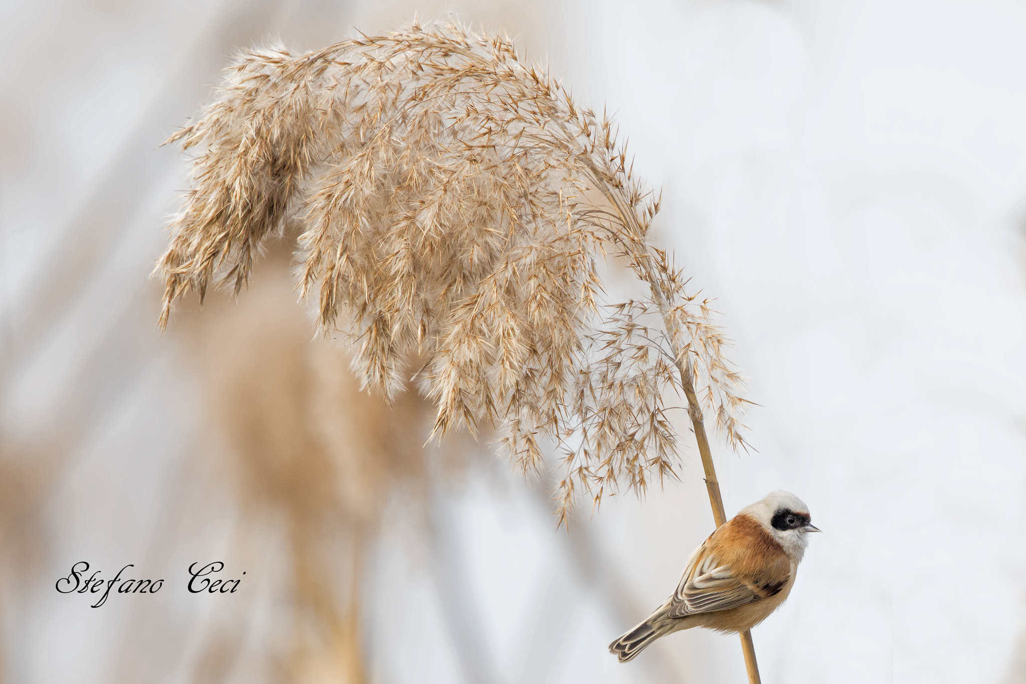 Canon EF 500mm F4L IS II USM sample photo. Pendolino (white-crowned penduline-tit) photography