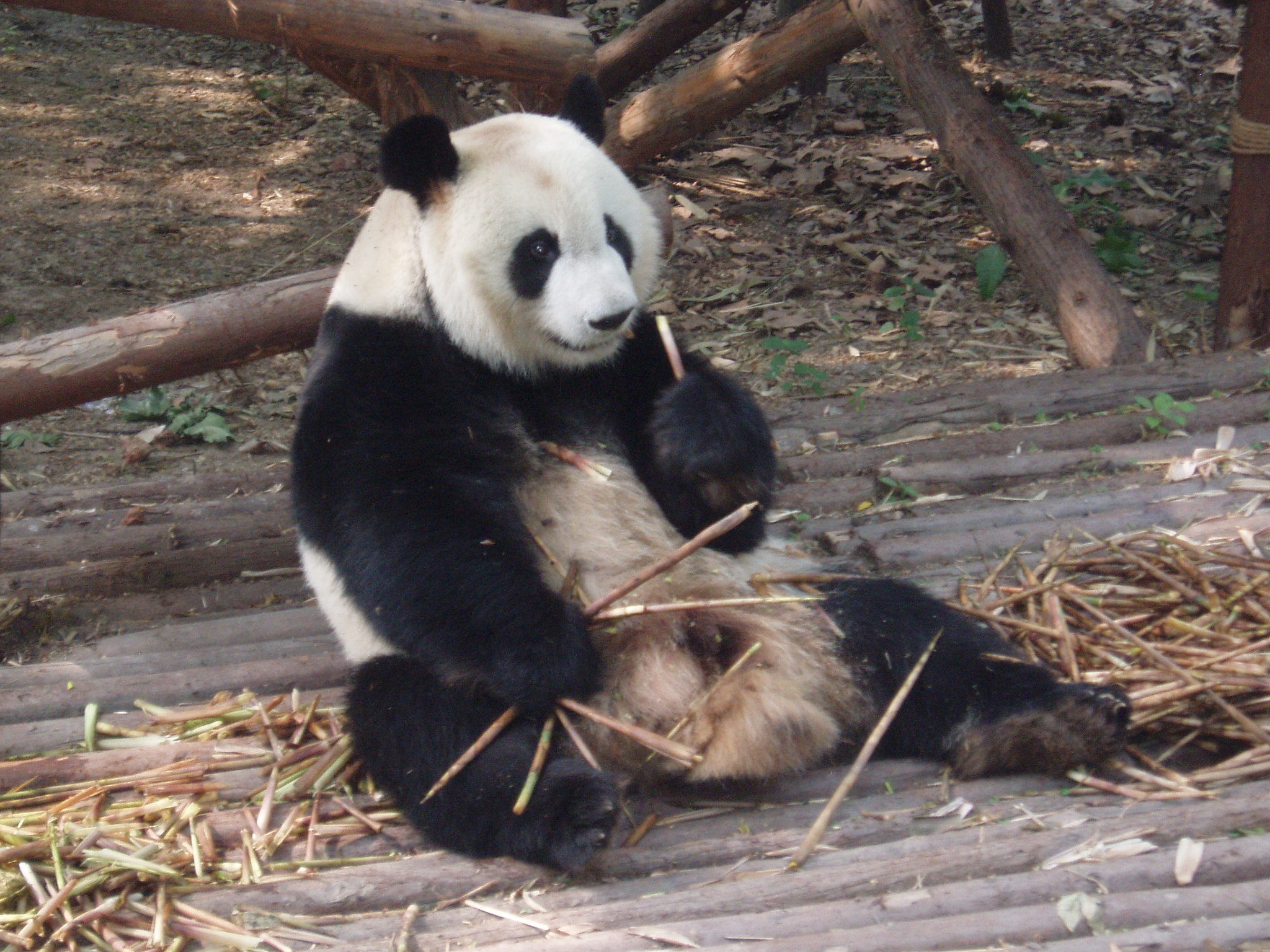 Olympus u30D,S410D,u410D sample photo. Panda eating bamboo photography