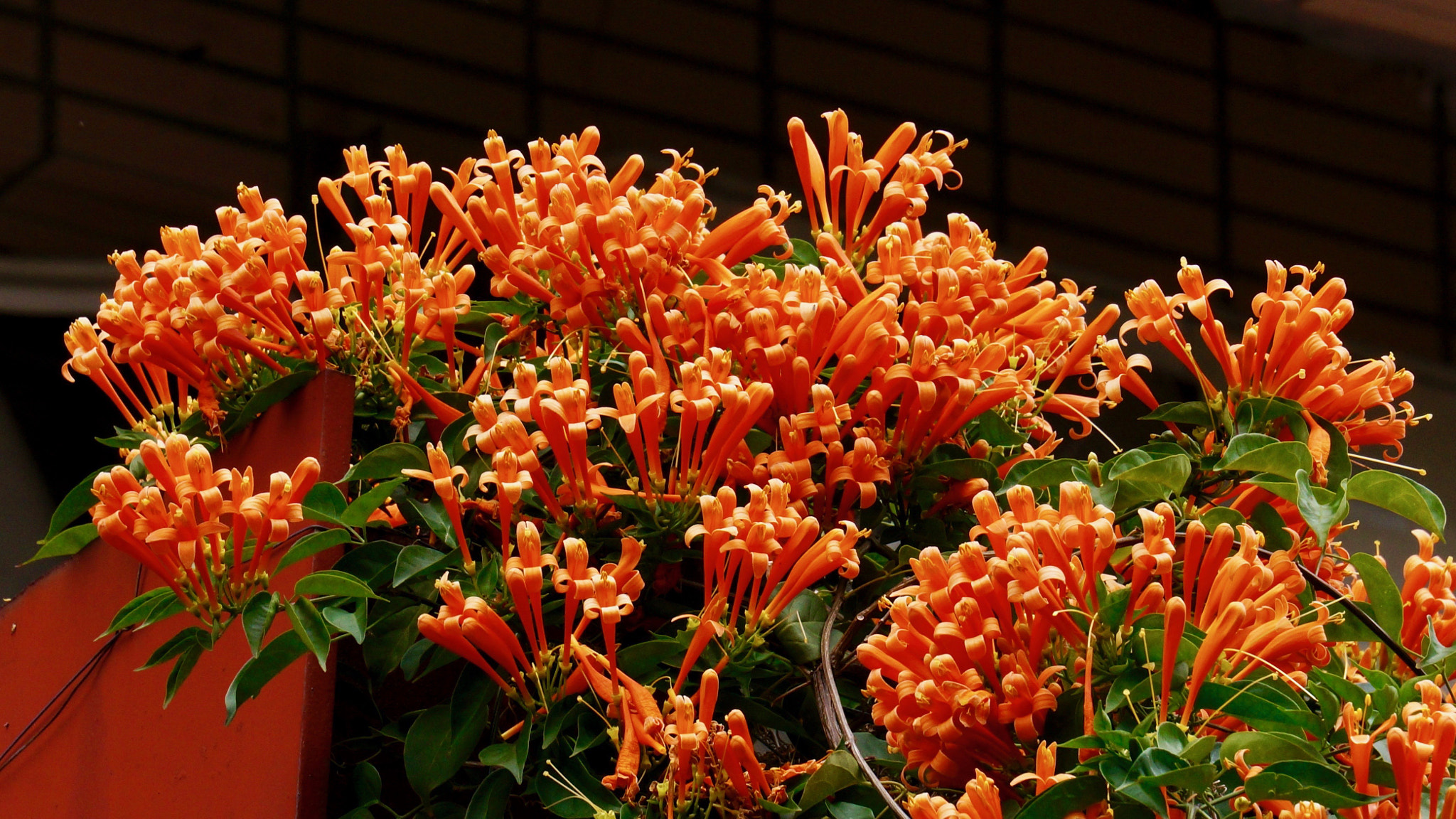 Sony E 55-210mm F4.5-6.3 OSS sample photo. Firecracker flower 鞭炮花 photography