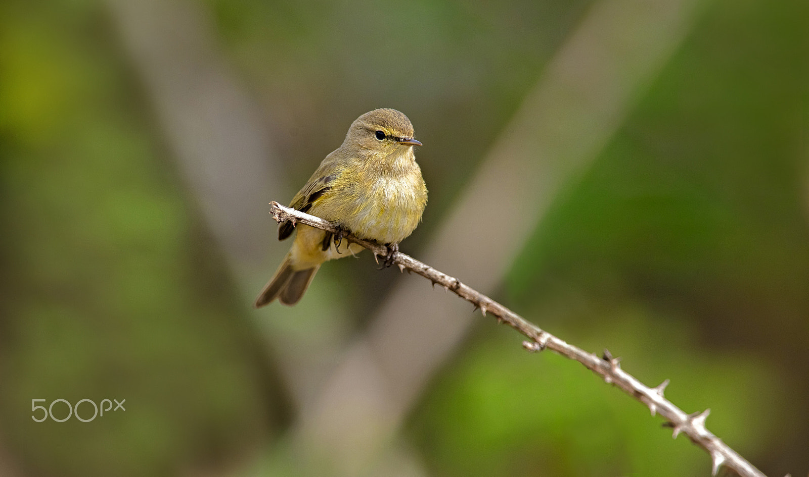 Canon EOS 5DS R + Canon EF 400mm F2.8L IS II USM sample photo. A photography