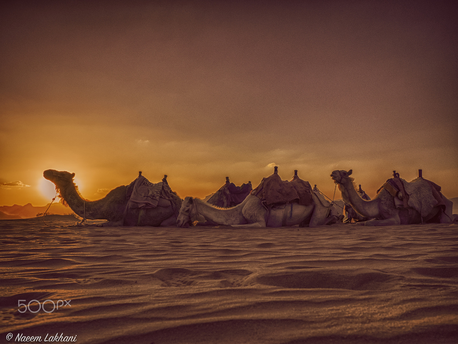 Olympus OM-D E-M1 sample photo. Camel caravan photography