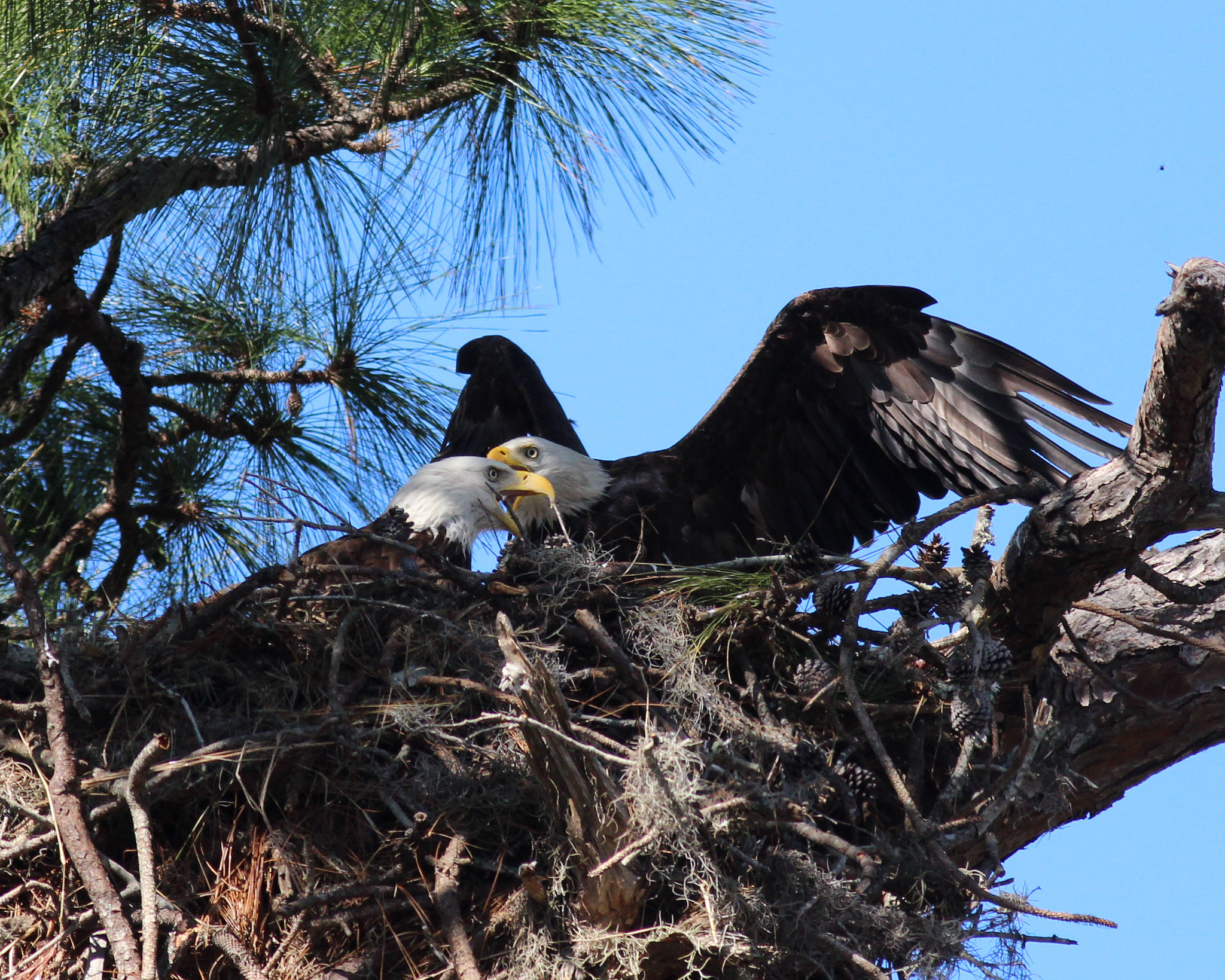 Canon EOS 600D (Rebel EOS T3i / EOS Kiss X5) + Canon EF 400mm F5.6L USM sample photo. Eagle wings photography