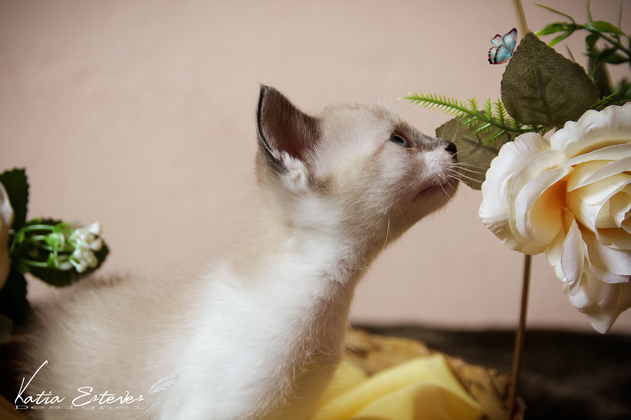 Canon EOS 40D sample photo