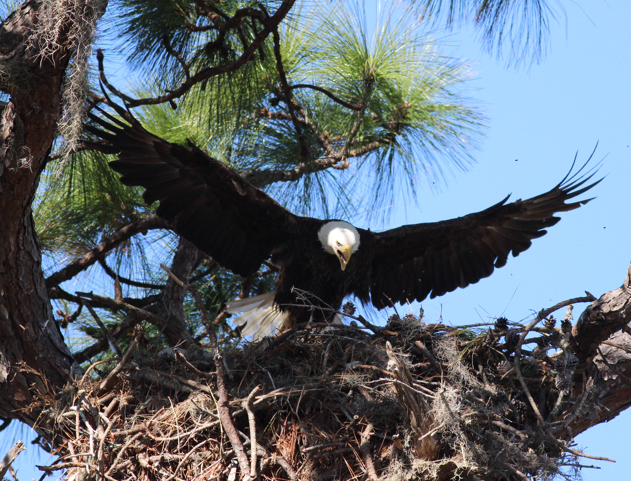 Canon EOS 600D (Rebel EOS T3i / EOS Kiss X5) + Canon EF 400mm F5.6L USM sample photo. Eagle's landing photography